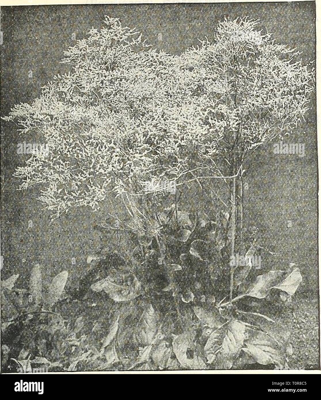 Dreer's autumn catalogue 1929 (1929) Dreer's autumn catalogue 1929  dreersautumncata1929henr Year: 1929  /flEHRyAJKEm^ .^k HARDY PERENNIAL PIANTS I 45    Statice Latifolia, Elegantissima Saponaria (Soap Wort) Ocymoides Splendens. A very useful plant for the rockery or the border, producing from May to August masses of attractive small bright rose flowers; 8 inches. 25 cts. each; $2.50 per doz.; $18.00 per 100. Silene (Catchny) Alpestris. A good rock work plant, grows about 4 inches high with glistening white flowers in July and August. Schafta {Aulumn Catchfly). A charming border or rock plant Stock Photo