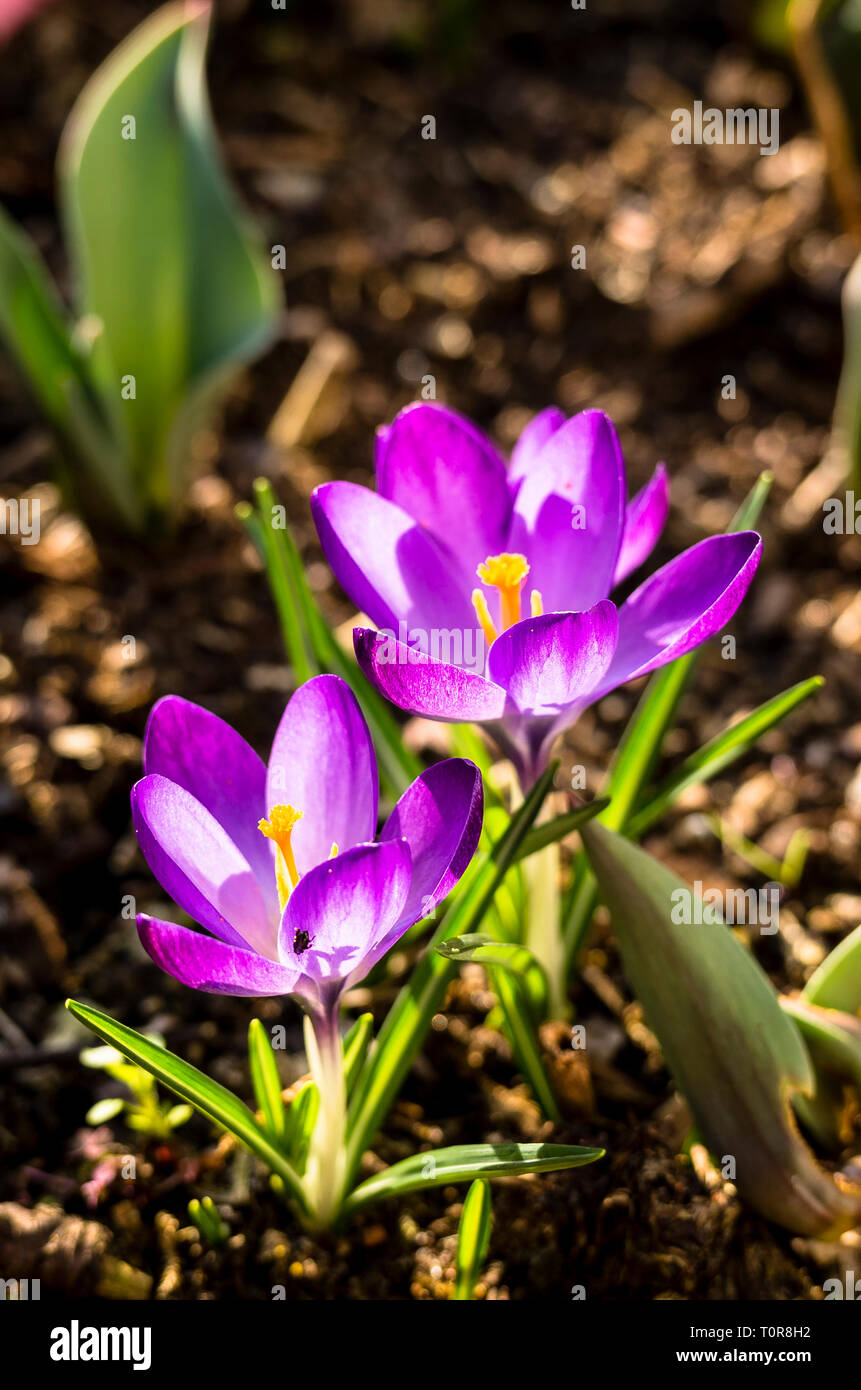 Purple crocuses flowering in an English garden in February Stock Photo
