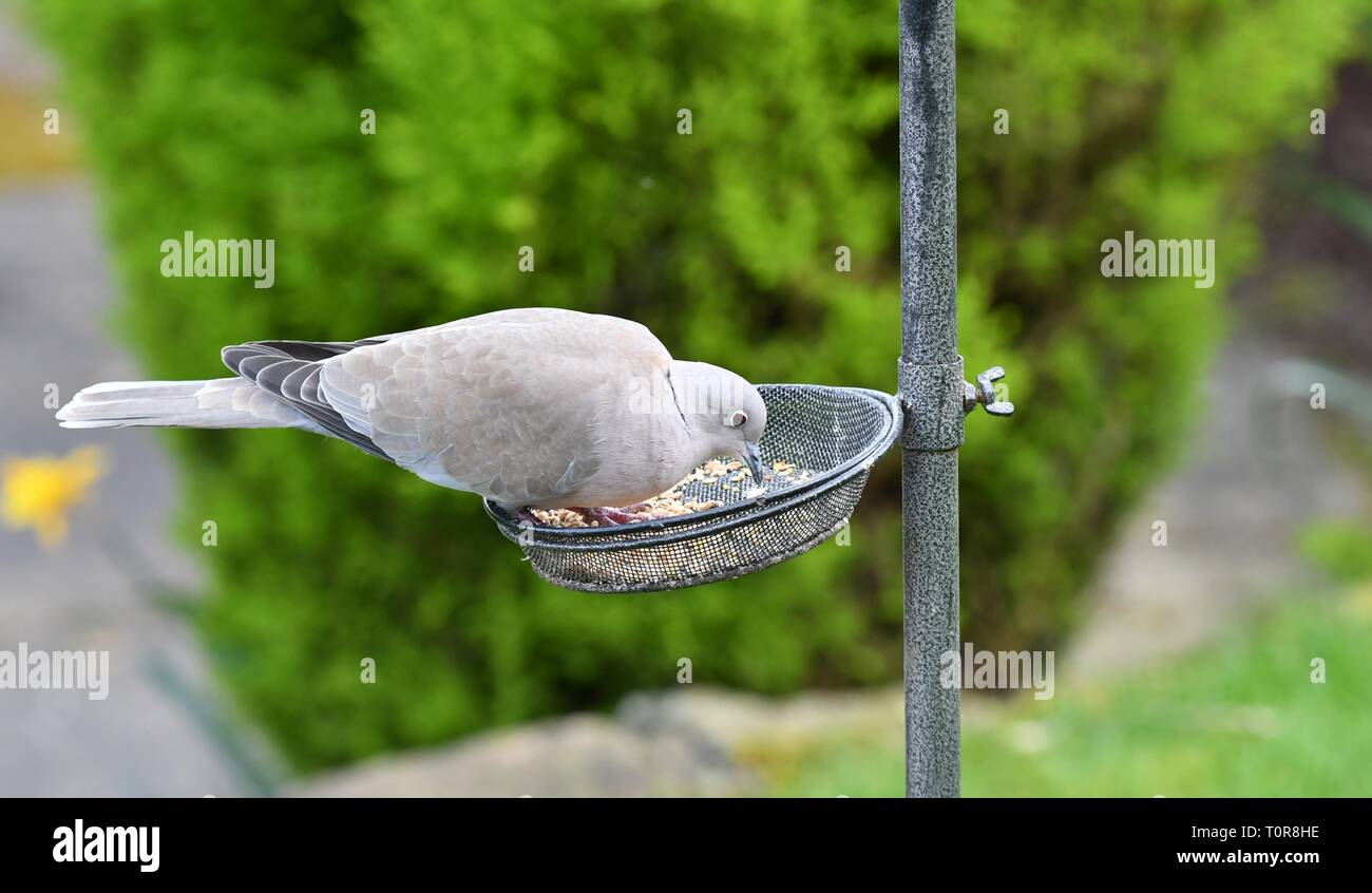 A collared dove feeding on a bird feeder Stock Photo Alamy