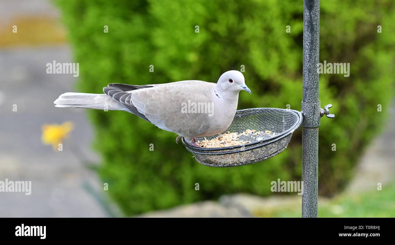 A Collared Dove Feeding On A Bird Feeder Stock Photo 241456814