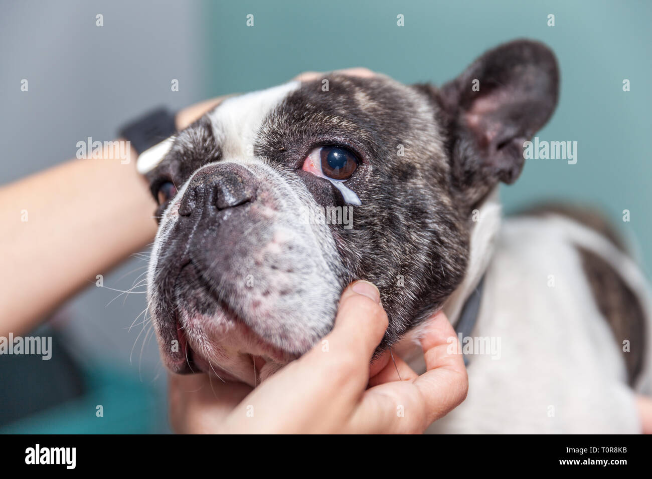 How Much Is An Eye Exam For A Dog