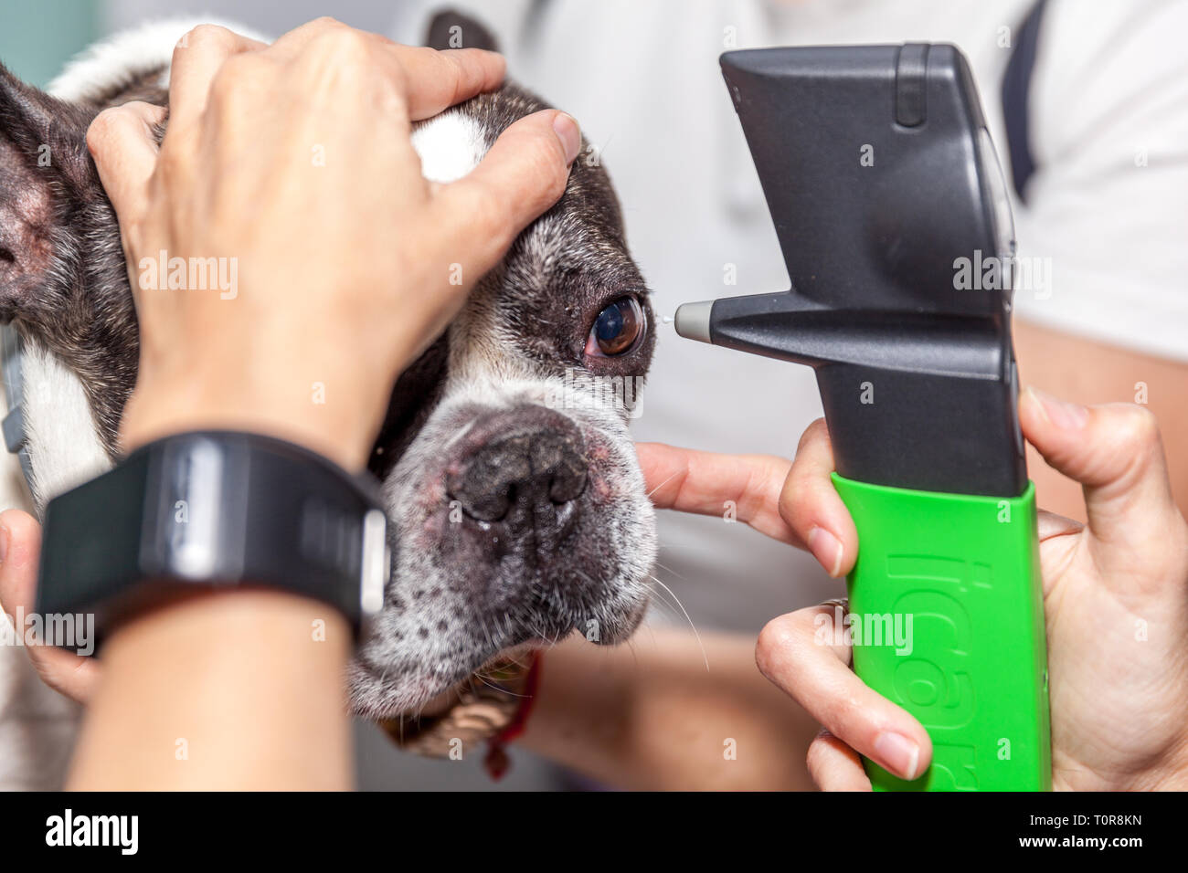 veterinarian ophthalmologist doing a checkup eye exam to a dog Stock