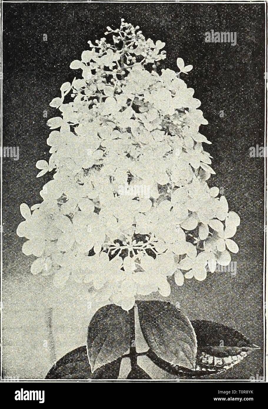 Dreer's autumn catalogue 1922 (1922) Dreer's autumn catalogue 1922  dreersautumncata1922henr Year: 1922  Deutzia Crfnata Magnifica    A tall Shrub of willowy covered with golden yel- Hyukangea Paniculata Gkandiflora Evonymus Europaea (BKruiug Bush). A very conspicuous, tall Shrub, which In the autumn and winter is loaded with scarlet seed pods, from which orange-colored berries hang on slender threads. 60 cts. each. Exochorda Grandiflora {Pearl Bush). A medium-sized Shrub, bearing whl.e flowers in slender racemes in early spring; very graceful; useful for cut flowers. 75 cts. each. Forsythia F Stock Photo