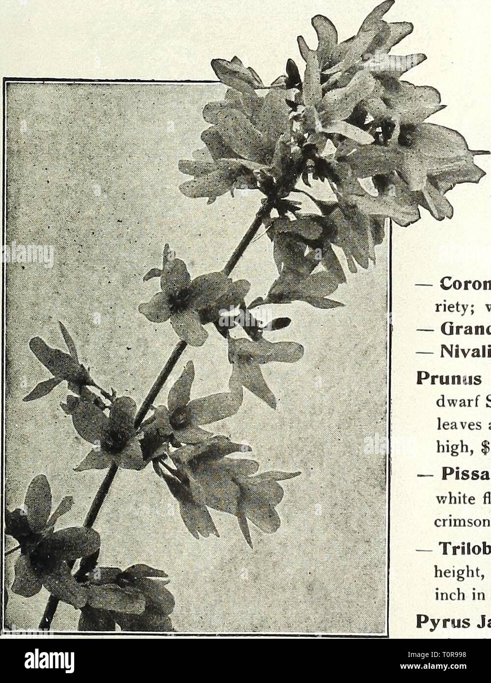 Dreer's bulbs 1921 (1921) Dreer's bulbs 1921  dreersbulbs19211921henr Year: 1921  HYDRANGEA Paniculata Grandiflora    Forsythia Ligustrum Ovalifolium Aureum (Oolden-leaved Pri- vet), A beautiful golden variegated form and very effective for associating with other dwarf shrubs. 60 cts. each. — Ovalifolium (California Privet). See page 53. Lilacs. See Syringa, page 52. Loniceras (Bush Iloneyauckles). •— Ledebouri. A vigorous-growing Shrub with red flowers in May. 60 cts. each. — Tatarica (Tartarian Iloneijsuckle). Pink flowers, contrasting beautifully with the foliage; blooms in June. 60 cts. ea Stock Photo