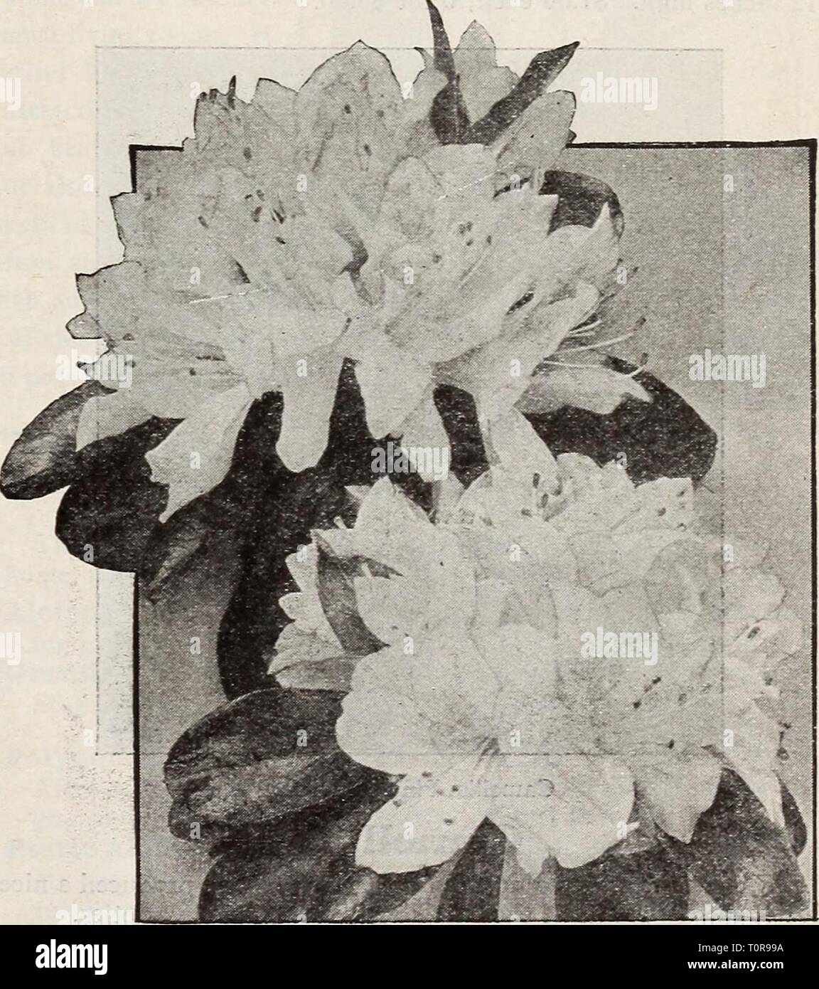 Dreer's bulbs plants, shrubs and Dreer's bulbs plants, shrubs and seeds for fall planting : autumn 1937  dreersbulbsplant1937henr Year: 1937  Agapanthus umbellatus Agapanthus Umbellatus (Blue Lily of the Nile). Bears clusters of bright blue flowers on flower stalks 3 feet long. Blooms for an excep- tionally long time. A most desirable plant for outdoor decora- tion, planted in large pots or tubs on the lawn or piazza. 6-inch pots $1.00; strong plants of flowering size, 8-inch tubs $3.00 each. Aglaonema Modestum (Chinese Evergreen). Showy rich green leaves. A choice house plant that may be grow Stock Photo