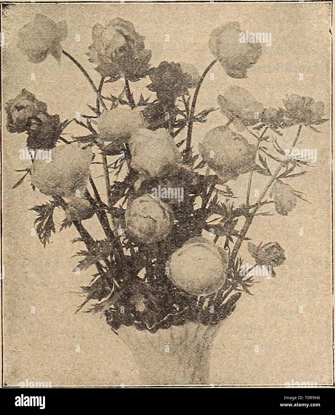Dreer's autumn catalogue 1917 (1917) Dreer's autumn catalogue 1917  dreersautumncata1917henr Year: 1917  Veronica Longifolia Subsessilis THAI^ICTRUM (Meadow Rue) Very graceful, pretty-flowered plants, with finely-cut foliage; great favorites for planting in the hardy border; the dwarfer varieties also being effective and useful in the rockery. Adiantifolium. A beautiful variety, with foliage like the Maidenhair Fern and miniature white flowers in June and July; IJ to 2 feet. Aquilegifolium atropurpureum. Elegant, graceful foli- age and masses of rosy-purple flowers; May to July; 2 to 3 feet. — Stock Photo
