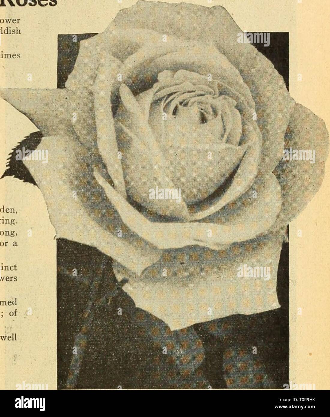 Dreer's autumn catalogue 1926 (1926) Dreer's autumn catalogue 1926  dreersautumncata1926henr Year: 1926 HYBRm-TEA Rose, Mrs. Wakefield Christie  Miller Mrs. Wakefield Christie-Miller. As a pink bedding Rose there is none  better. The flowers