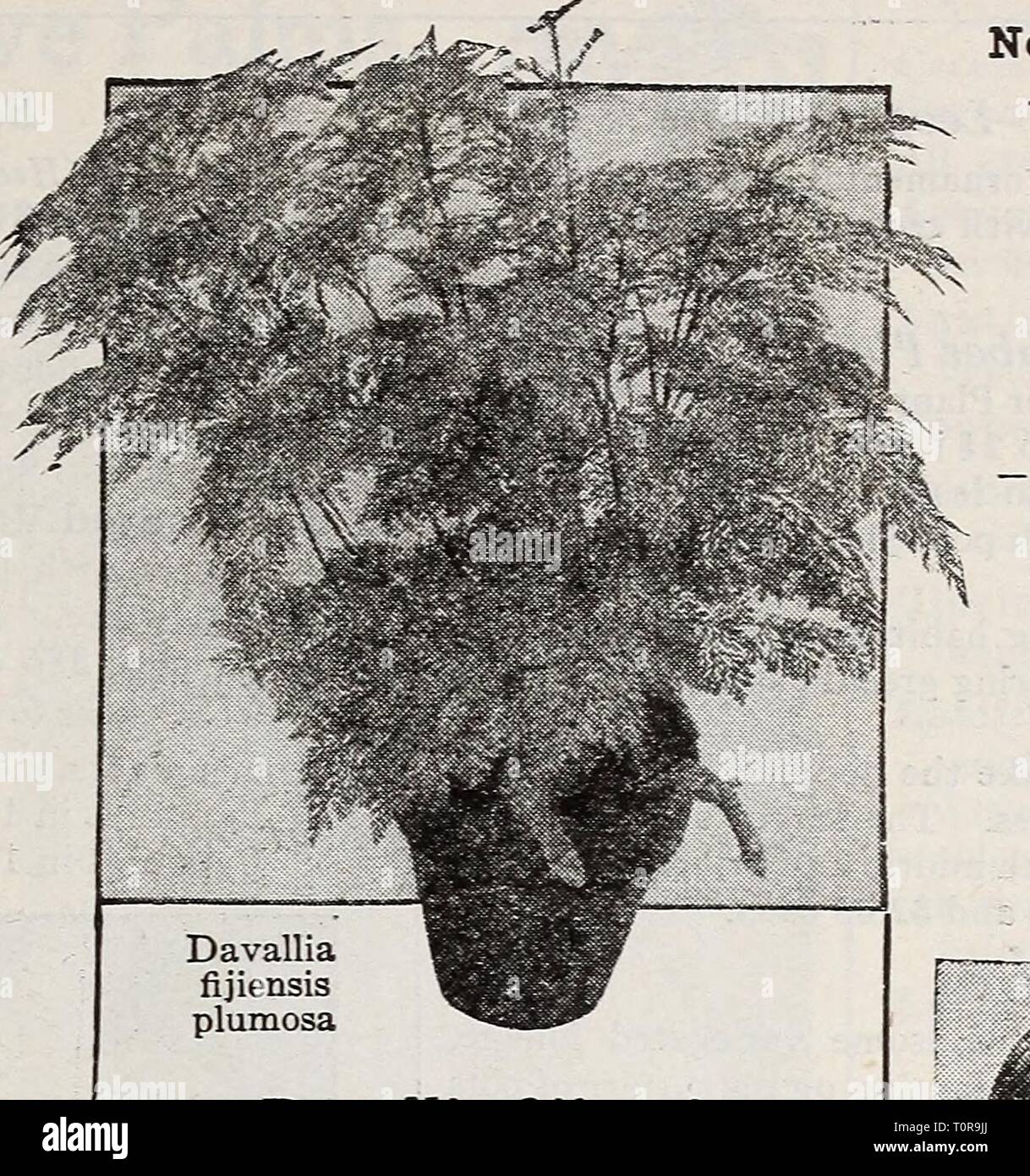 Dreer's bulbs plants, shrubs and Dreer's bulbs plants, shrubs and seeds for fall planting : autumn 1937  dreersbulbsplant1937henr Year: 1937  Davallia fijiensis plumosa This is one of the ver}^ best house Ferns as it will stand the hot and dry atmosphere of most living rooms. It is a truly beautiful Fern of strong growth with attractive rich dark green fronds of heavy substance. Fine in pots but also widely grown in hanging baskets or as Fern balls. Its rhizomes often spread over the soil surface which adds to the inter- esting features of this plant. 3-inch pots 75c; 4-inch pots $1.00, each.  Stock Photo