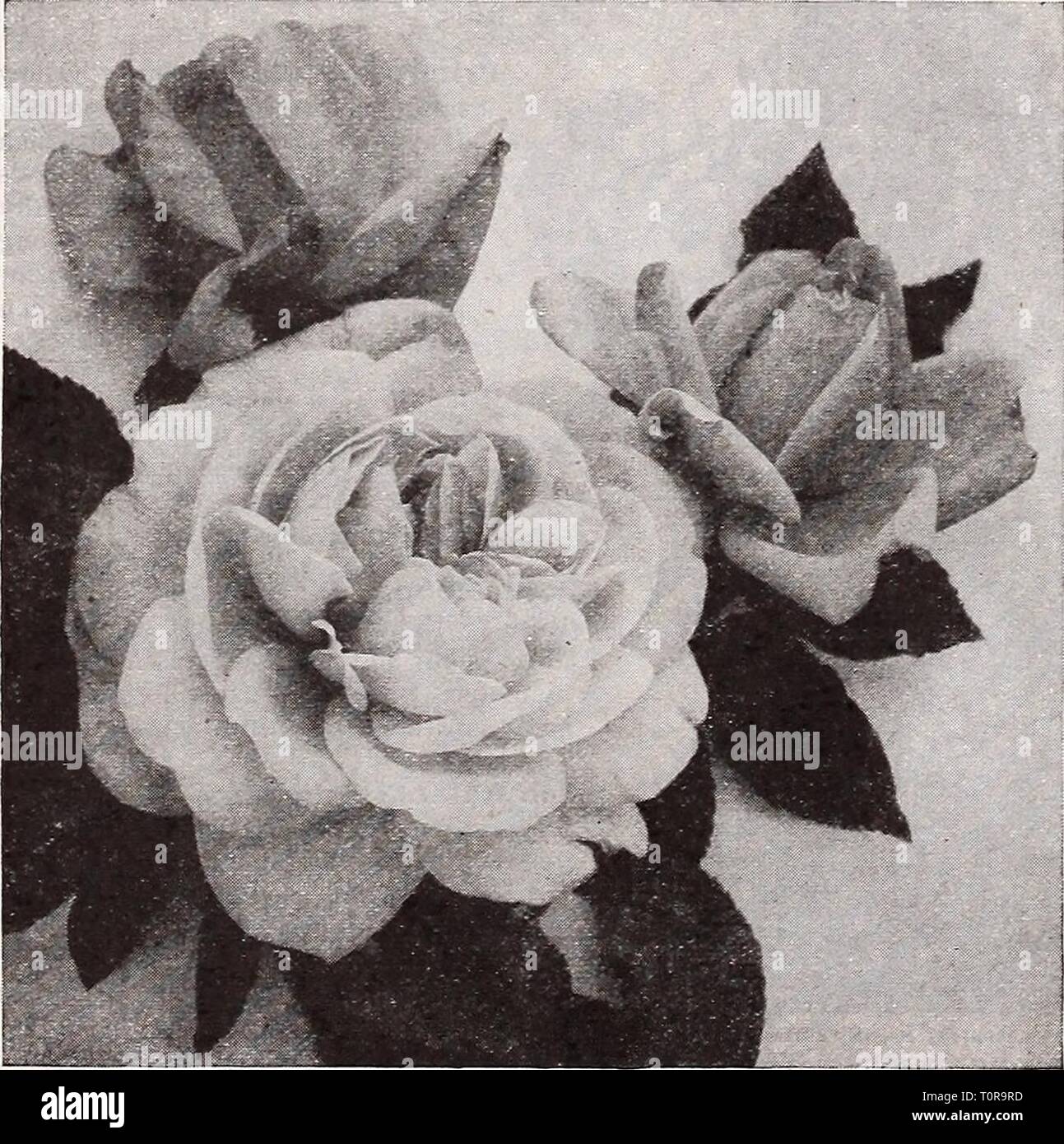 Dreer's autumn catalogue 1932 (1932) Dreer's autumn catalogue 1932  dreersautumncata1932henr Year: 1932  i SELECT-GROSES i /MIMEIPMR POLYANTHA OR BABY ROSES A type of Roses which is very popular for bedding purposes. They form shape- ly, compact bushy specimens about 18 inches high, producing in great profusion from early in the season until severe frost immense trusses of small flowers. Cecile Brunner (The Fairy, or Sweetheart Rose). A variety with dainty double little flowers of perfect form produced in many flowered graceful sprays; color a soft rosy-pink on a rich creamy-white ground. Geo Stock Photo