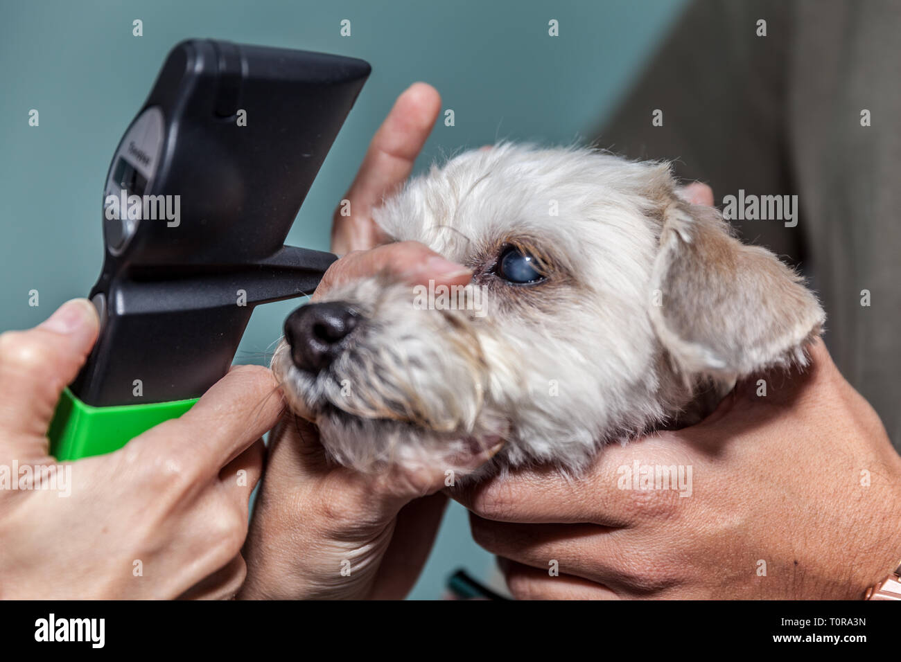 veterinarian ophthalmologist doing a checkup eye exam to a dog Stock