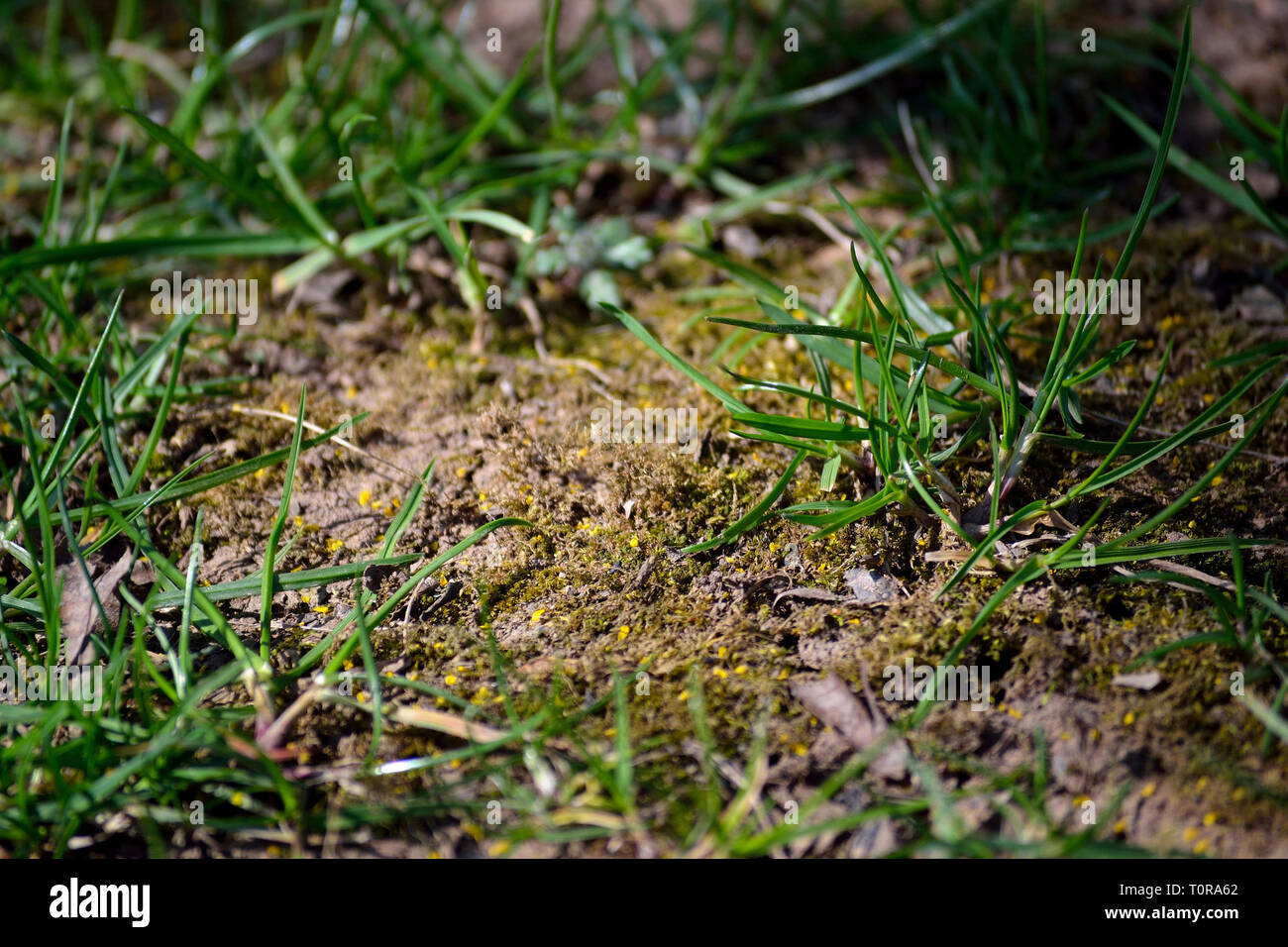 Moss in lawn Stock Photo - Alamy