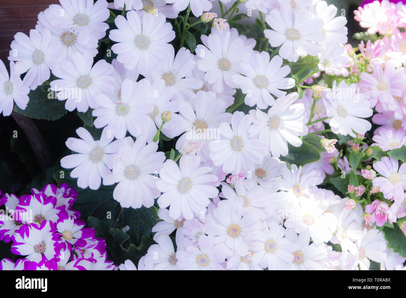 Garden white flower Stock Photo