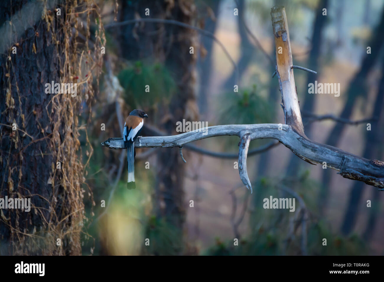 Long tail bird on a tree branch Stock Photo