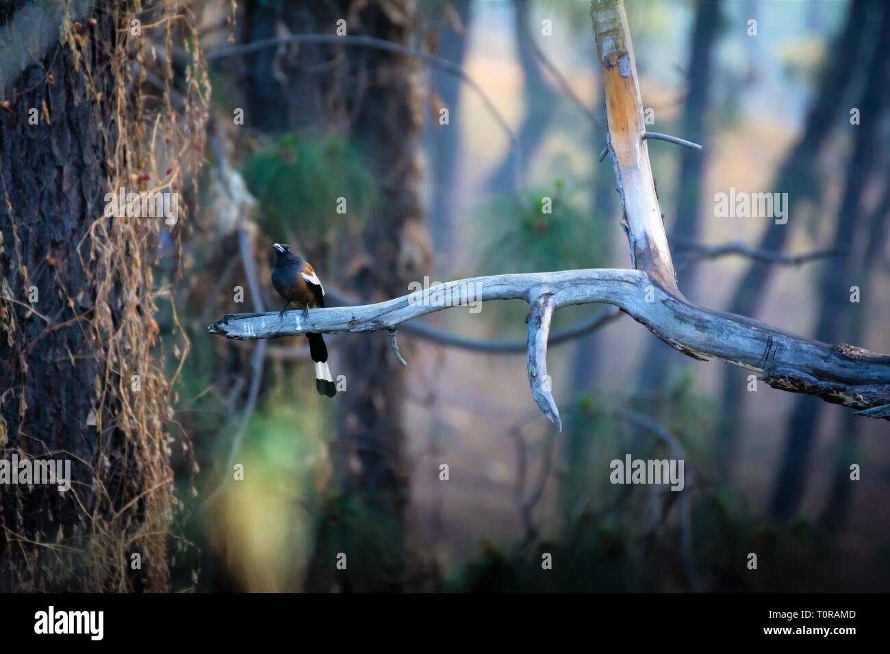 Long tail bird on a tree branch Stock Photo