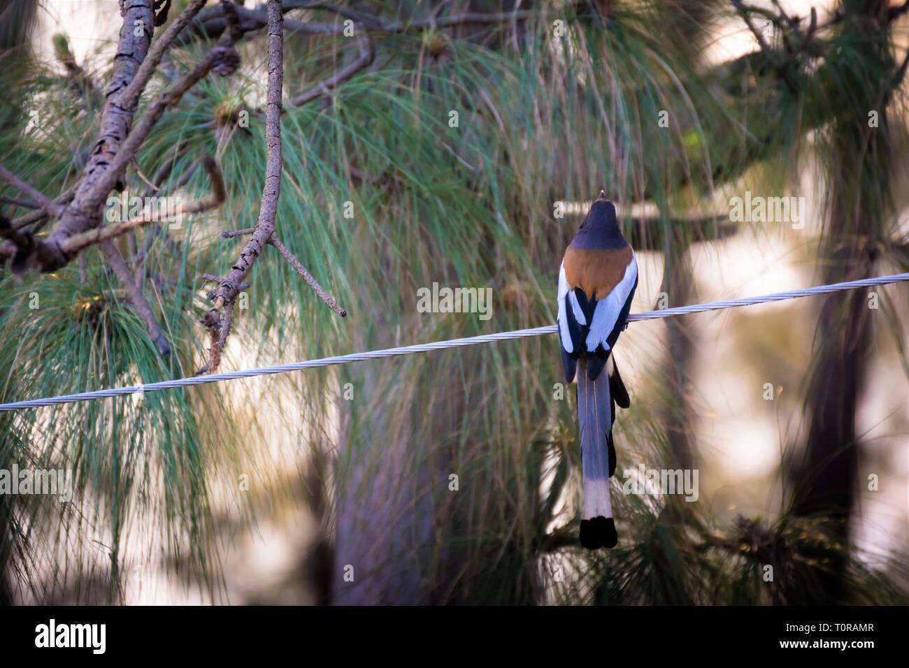 Long tail bird on electric wire Stock Photo