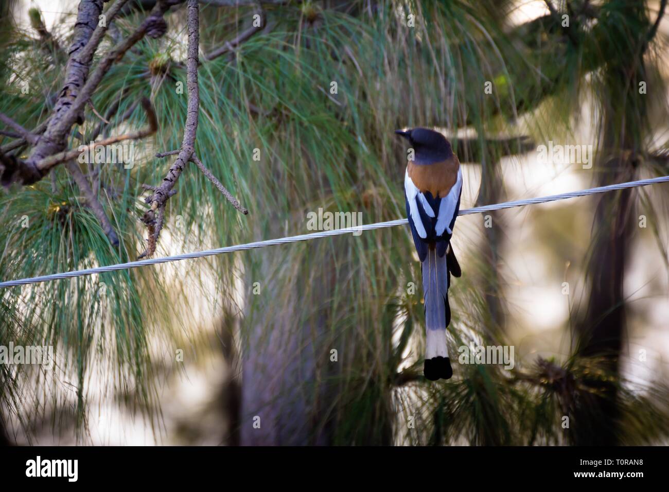 Long tail bird on electric wire Stock Photo