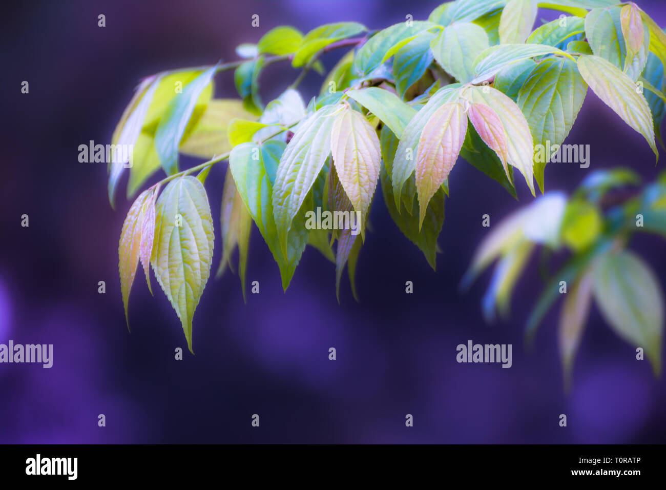 Green leaves pattern background, Natural background and wallpaper Stock ...