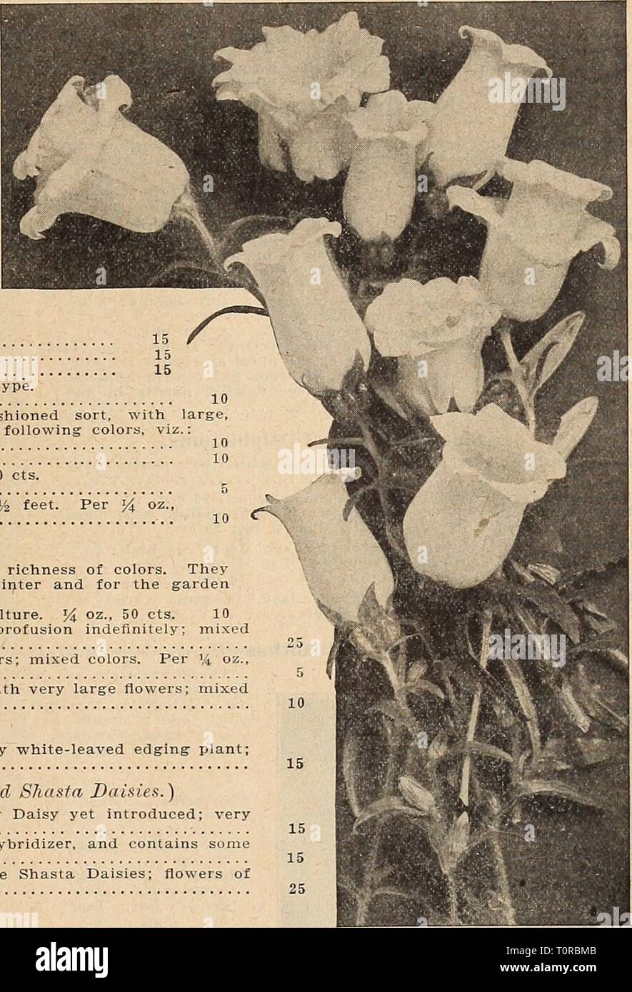 Dreer's autumn catalogue 1917 (1917) Dreer's autumn catalogue 1917  dreersautumncata1917henr Year: 1917  I HEHRTADRaR -PHILAMliPhlA-m^lif RELIABLE FLOWER SEEDS 73 Campanula {BeUjiower). Per Pkt Carpatica (Carpatliian Hare-Bell). In bloom the whole season; hardy perennial; blue; 6 inches. Per Vi oz., 40 cts —Alba. While-flowered form. Per 54 oz.. 40 CtR Persicifolia (iramlifiora (Peach Bells). One of the finest; grows 2 to 3 feet high, with large flowers; blue —Alba. White-flowering I'yramidalis {The Chimney Bellfloiver). A beautiful, stately plant, either for garden or pot culture; blue. Per 1 Stock Photo