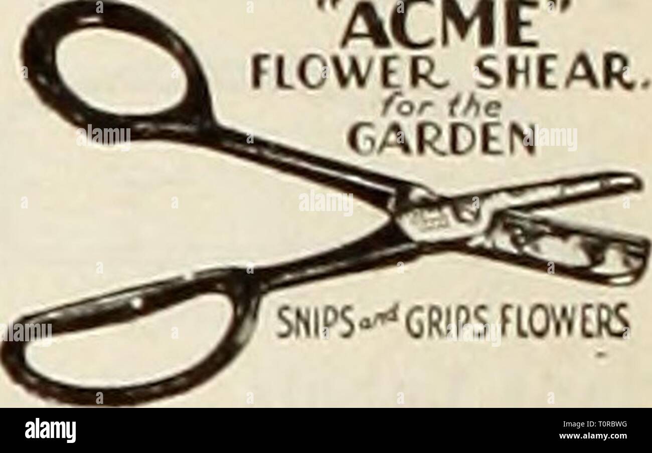 Dreer's autumn catalog of bulbs Dreer's autumn catalog of bulbs plants, shrubs, and seeds for fall planting  dreersautumncata1935henr Year: 1935  Bates Flower Cutter Bates Flower Cutter. Con- structed in such a fashion that the razor blade cutter may be changed the moment the edge becomes dulled. Will cut all types of flower stems with a clean slanting cut without tearing or crushing so that flowers last days longer. Made of stainless steel, $1.00 postpaid. Scissors. Acme Flower Gathering. So designed that they retain hold upon the flower stem after the bloom has been cut which gre:itly facili Stock Photo