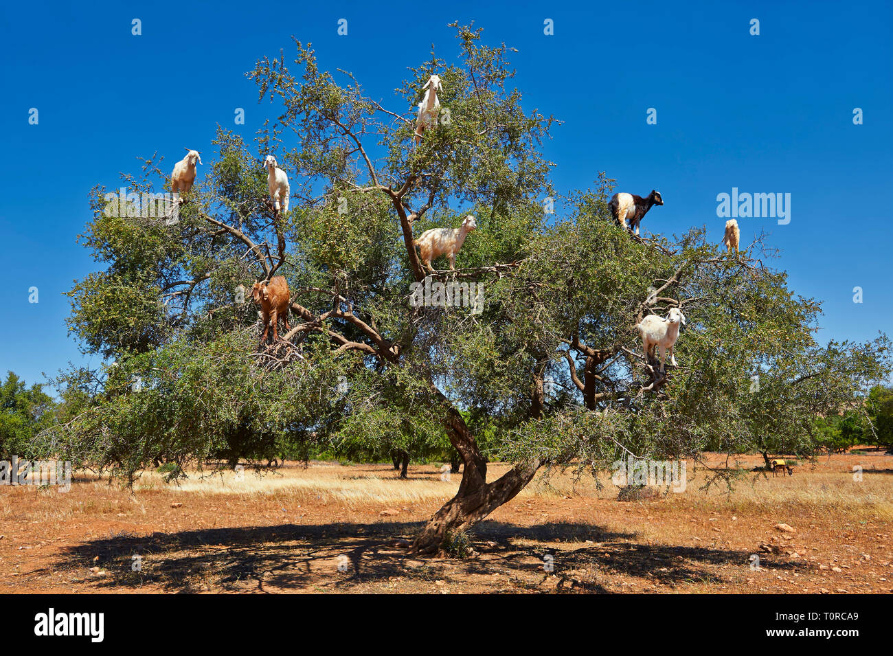Goats feeding on Argan nuts in an Argon tree. Near Essouira,, Morocco Stock Photo