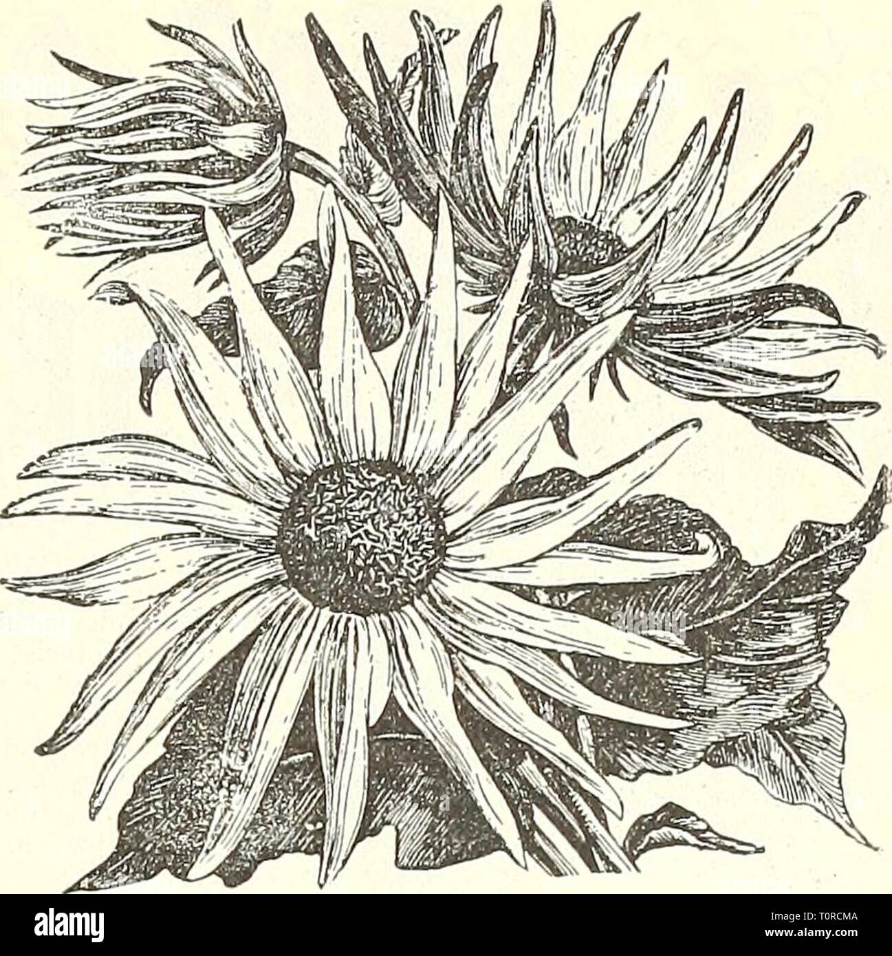 Dreer's garden book  1904 Dreer's garden book : 1904  dreersgardenbook1904henr Year: 1904  Sunflower, Okion. black centres and all beauti ful; for cutting they are indis- , pensable 10 2707 — Perkeo. A charmin dwarf variety of the Miniature Sunflower. The plants form compact bushes about 12 in. high by 14 in. through. There are mrny positions, such as the front of borders or beds of plantsof medium height,where this can be used to good ad- vantage, flowering as it does from the end of June unti cut d')wn by hard frost 2705 Golden Bouquet. A hardy perennial variety, coming into flower in Septem Stock Photo