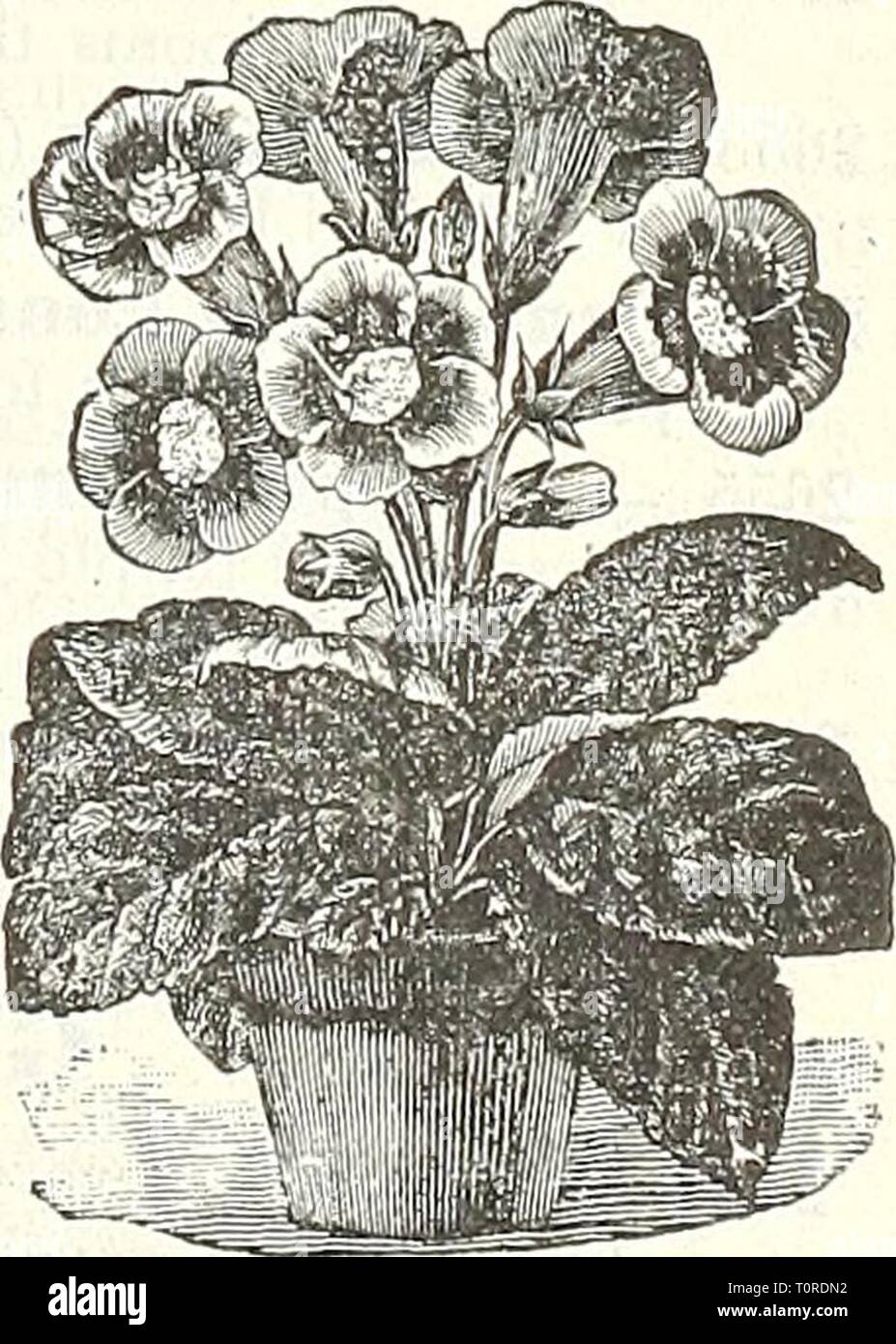 Dreer's garden book  1905 Dreer's garden book : 1905  dreersgardenbook1905henr Year: 1905  Splendid mixed 10 Globe Amaranth. (Goinplirena.) Popularly known as ' Bachelor's Buttons.' a first-rate bedding plant; flowers can be dried and used in winter bouquets. (See cut.) 2566 Aurea Superba. Golden yellow 5 2567 Nana Compacta. Red ; 1 foot 5 2570 riixed. 2 feet. Oz., 25 cts ' 5 GEOXINIA. A superb genus of greenhouse plants, jiroducing magnificent flowers of the richest colors; thrive best in an equal mixture of peat, loam and &gt;and. Sow in March. (See cut.) 2578 liybrida Grandiflora. An unsurp Stock Photo