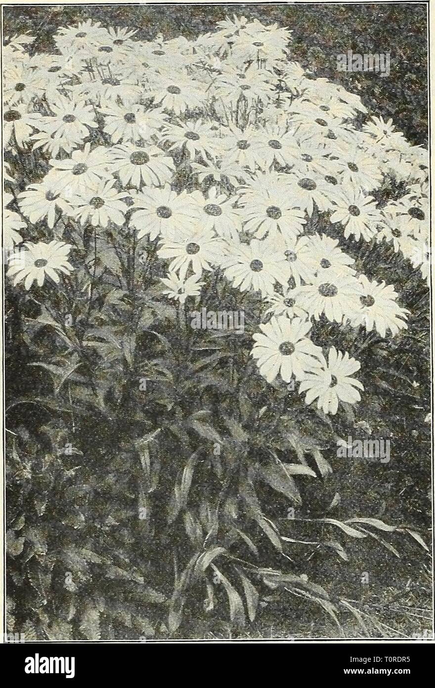 Dreer's autumn catalogue 1929 (1929) Dreer's autumn catalogue 1929  dreersautumncata1929henr Year: 1929  80 /flEHFyABREE^ RELIABLE FLOWER SEEDS. I    Shasta Daisy AljVSK.^ Cerastium (Snow in Suinmer) p^R pkt. 1911 Tomentosum. A very pretty dwarf, white-leaved edging plant, bearing small white flowers; hardy perennial SO IS Cheiranthus A'ery pretty dwarf hardy biennial plants, for early spring flowerin, sow in late suromer. Splendid for rockery. 1915 Allionii (Siberian Wallflower). About 12 inches high with heads of brilliant orange flowers. J oz., 40 cts : 1916 Linifolium (Alpine Wallflower).  Stock Photo