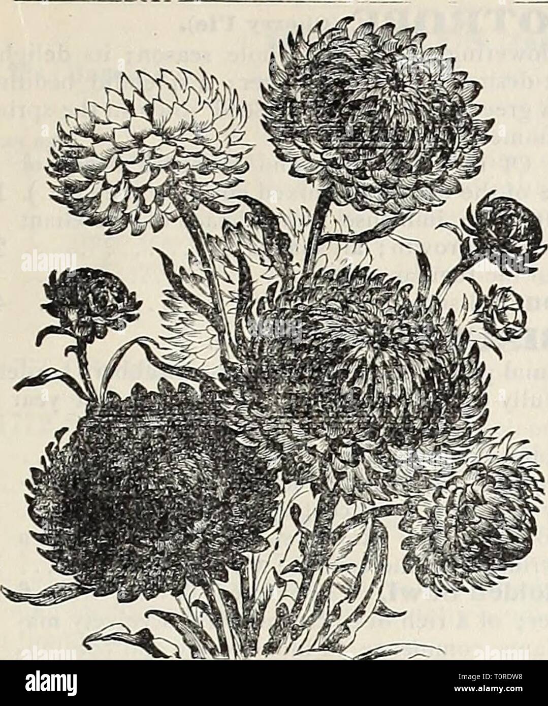 Dreer's 1907 garden book (1907) Dreer's 1907 garden book  dreers1907garden1907henr Year: 1907  f? lUfflOTADRffiâ IHIIADBPH!A--PA'BÂ» RELIABLE FLOWER SEEDS 79    HELIANTHUS (Sunflower). Remarkable for the stately growth, size and brilliancy of their flowers, making a veiy good effect among shrubbery and for screens. Single Sunflowers. The single Sunflowers are indispensable for cutting. Sown on a sunny spot in April or Mav they come inio bloom early in summer, and keep up a constant supply of flowers untd cut down by host. PER PKT. 2701 CucumeriiolillS {Miniature Sunflower'). Small, single rich Stock Photo