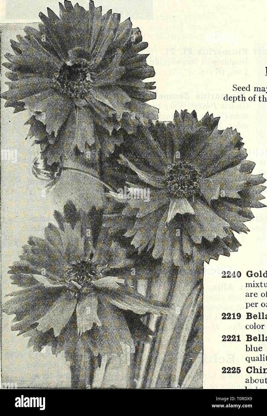 Dreer's autumn catalogue 1929 (1929) Dreer's autumn catalogue 1929  dreersautumncata1929henr Year: 1929  81 Coreopsis per pkt 2071 Lanceolata Grandiflora. This is one of the finest hardy plants, with large, showy bright yellow flowers, produced in the greatest abundance from June till ^t^fw^smr â Â» Â«tjÂ«'Â«wiÂ»iÂ»3^Ei!Â«Â»BHi '-v^i^' frost. As a cut flower they stand near the head among BHbk^ .*f iK'.'^^^^S^^^  8 '^ jHBg-^&gt; dition a week or more. Easily grown from seed, i oz., ^^H^-^'S^ tK'''' '^^^^^K'Sffi*' t^lfSSR^^ 25cts $010 â â¢S^it-M-v **r'^P^^^'^''!^^^*As 2072 Lanceolata Grandiflor Stock Photo