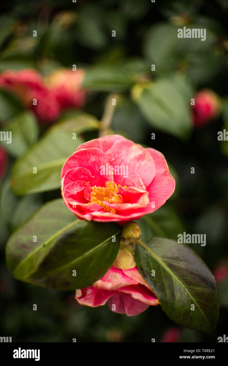Blooming pink Camellia flower with yellow centre showing stamen and background of dark Green foliage Stock Photo
