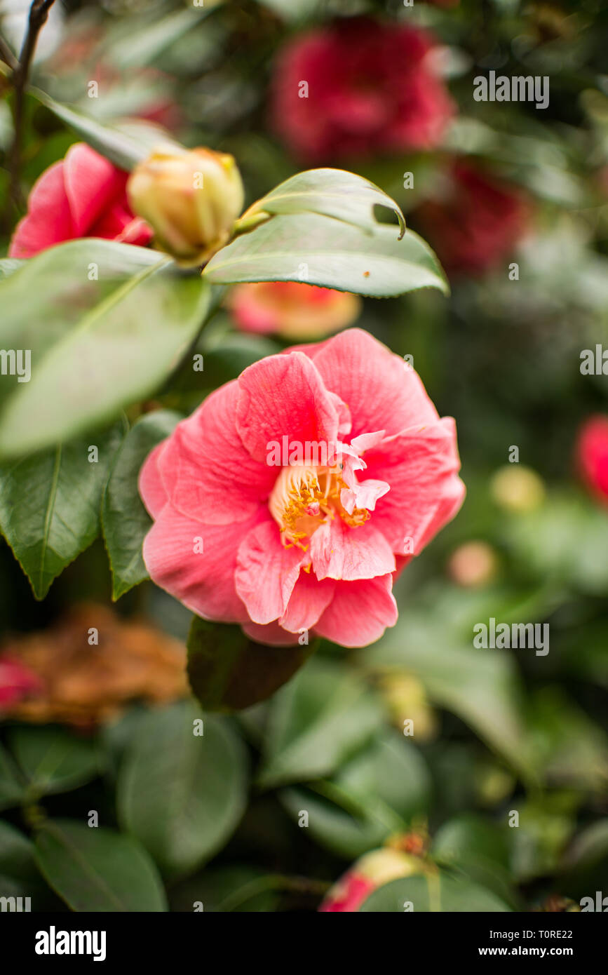 Blooming pink Camellia flower with yellow centre showing stamen and background of dark Green foliage Stock Photo