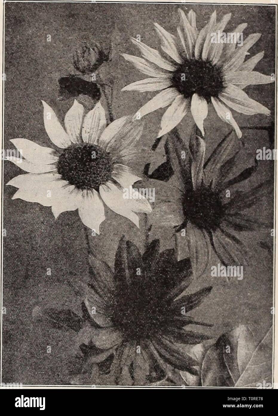 Dreer's 1909 garden book (1909) Dreer's 1909 garden book  dreers1909garden1909henr Year: 1909  88 IHHWfADBm-IHIIADtLPHIA-M-^f RELIABLE FLOWER SEE PS HELIANTHUS (Sunnowe,-, Remarkable for the stately growth, size and brilliancy ol their flowers, making a very good effect among shrubbery and for screens. SINGLE SUNFLOWERS. The single Sunflowers are indispensable for cutting. Sown on a sunny spot in April or May they come into bloom early in summer, and keep up a constant supply of flowers until cut down by frost. (See cut.) pEit pKT 2701 Cucumerifolius {Miniature Sunflower). Small, single rich y Stock Photo