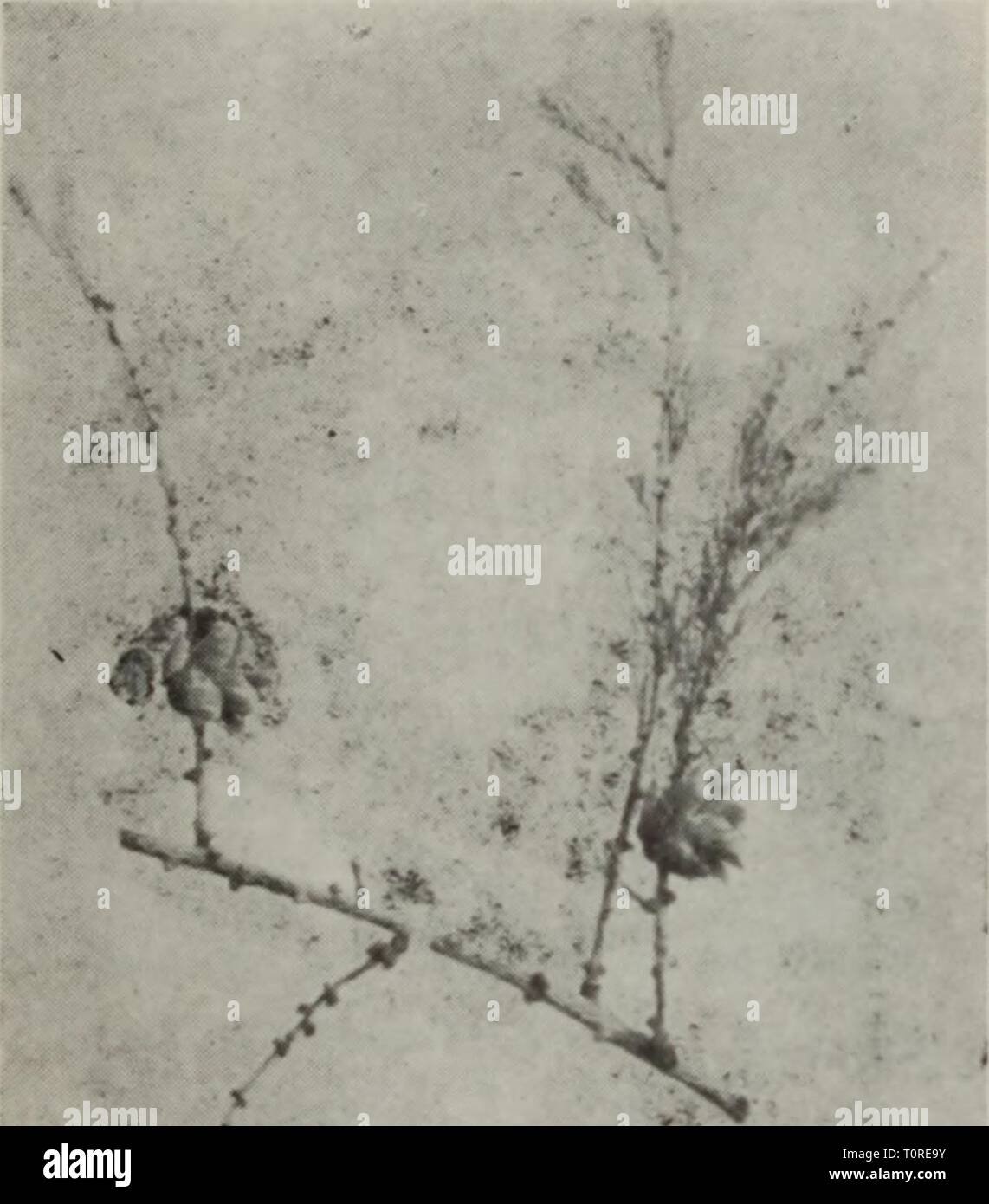 dong bei zi yuan zhi dong bei zi yuan zhi wu shou ce  dongbeiziyuanzhi00wang Year: 1958  [S 13. 魚S^杉Piceo jezoensis Carr.    気- Stock Photo