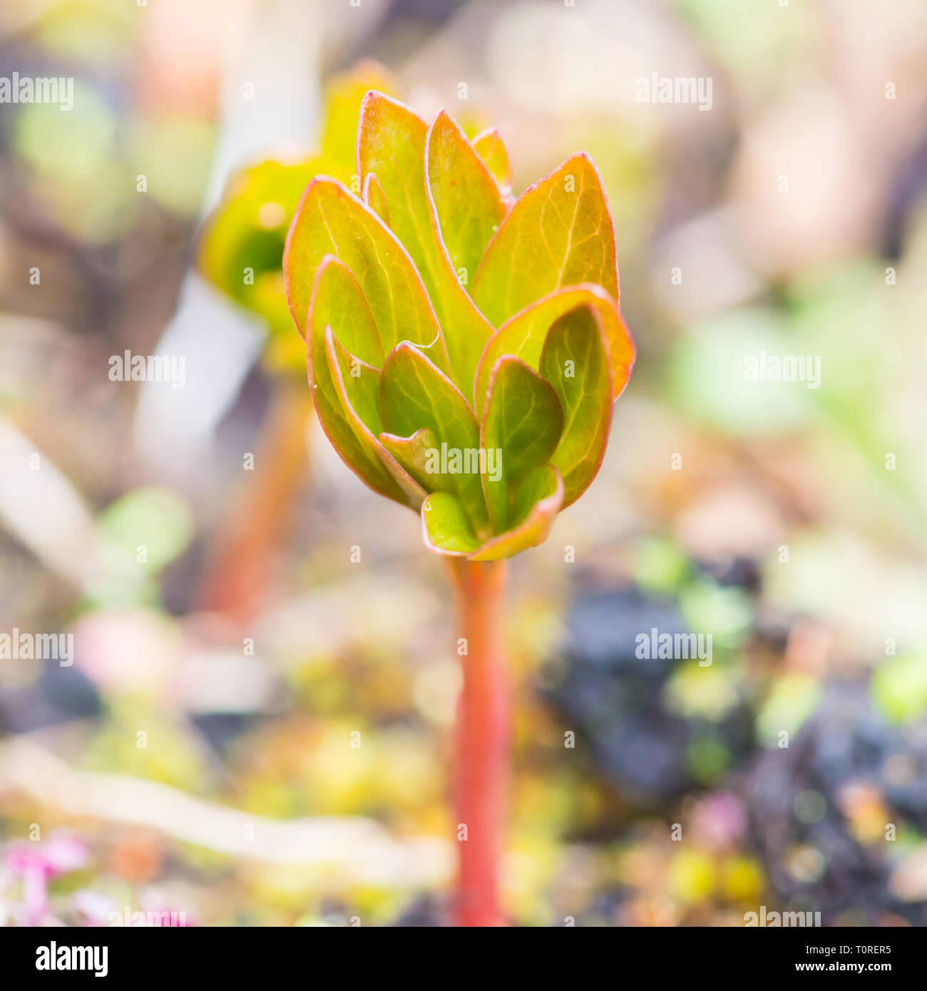 A macro shot of new growth from a peony sarah bernhardt plant. Stock Photo