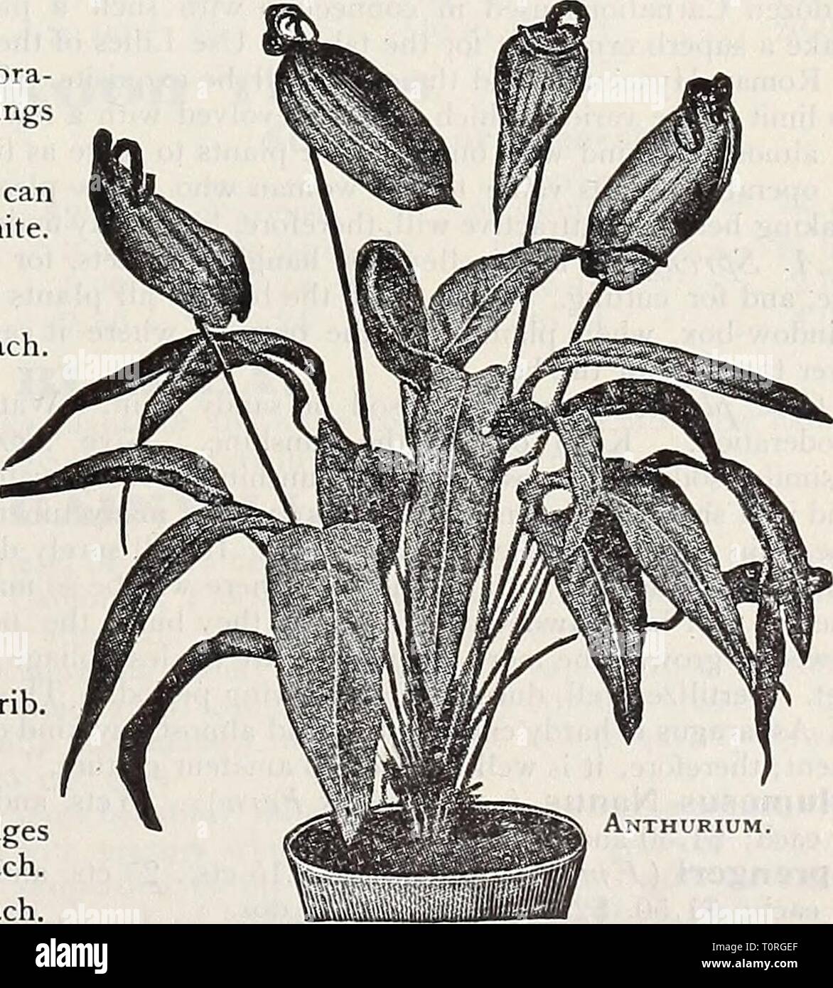 Dreer's 1909 garden book (1909) Dreer's 1909 garden book  dreers1909garden1909henr Year: 1909  Hybrid Amaryllis. Nehrling's Florida Hybrids. This grand strain is the re- sult of over 20 years' selection of crosses made between such magnificent varieties as Empress of India, Enchantress, the long-tubed, fragrant Sol andriflora, as well as the finest En- glish and Continental hybrids of more recent introduction. These crossings and re-crossings, combined with careful selec- tion, have resulted in a strain of strong, vigorous growth, producing from four to six flowers on a stalk, which are perfec Stock Photo
