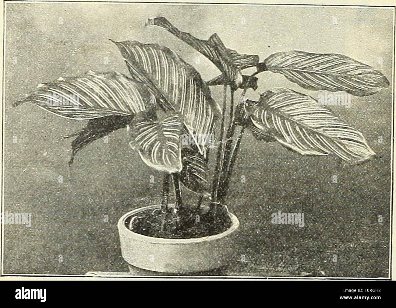 Dreer's garden book  1904 Dreer's garden book : 1904  dreersgardenbook1904henr Year: 1904  brilliant orange Laniana Craigi.    Maranta Rosea Lineata. MANETTIA. Bicolor. The popular Man- ttlia Vine, and a desir- able climber, either for the garden or house; long tubular flowers, bright scarlet, yellow at the tips. Cordifolia. Crimson flow- ers; one of the most grace- ful vines in our collection. 10 cts. each ; $100 per doz. Milla Biflora. (Me.xican ' Star of Bethlehem.') One of the loveliesr and most desirable bulbs. The flowers are nearly 2^ inches in diameter, of a pure waxy- white color, and Stock Photo
