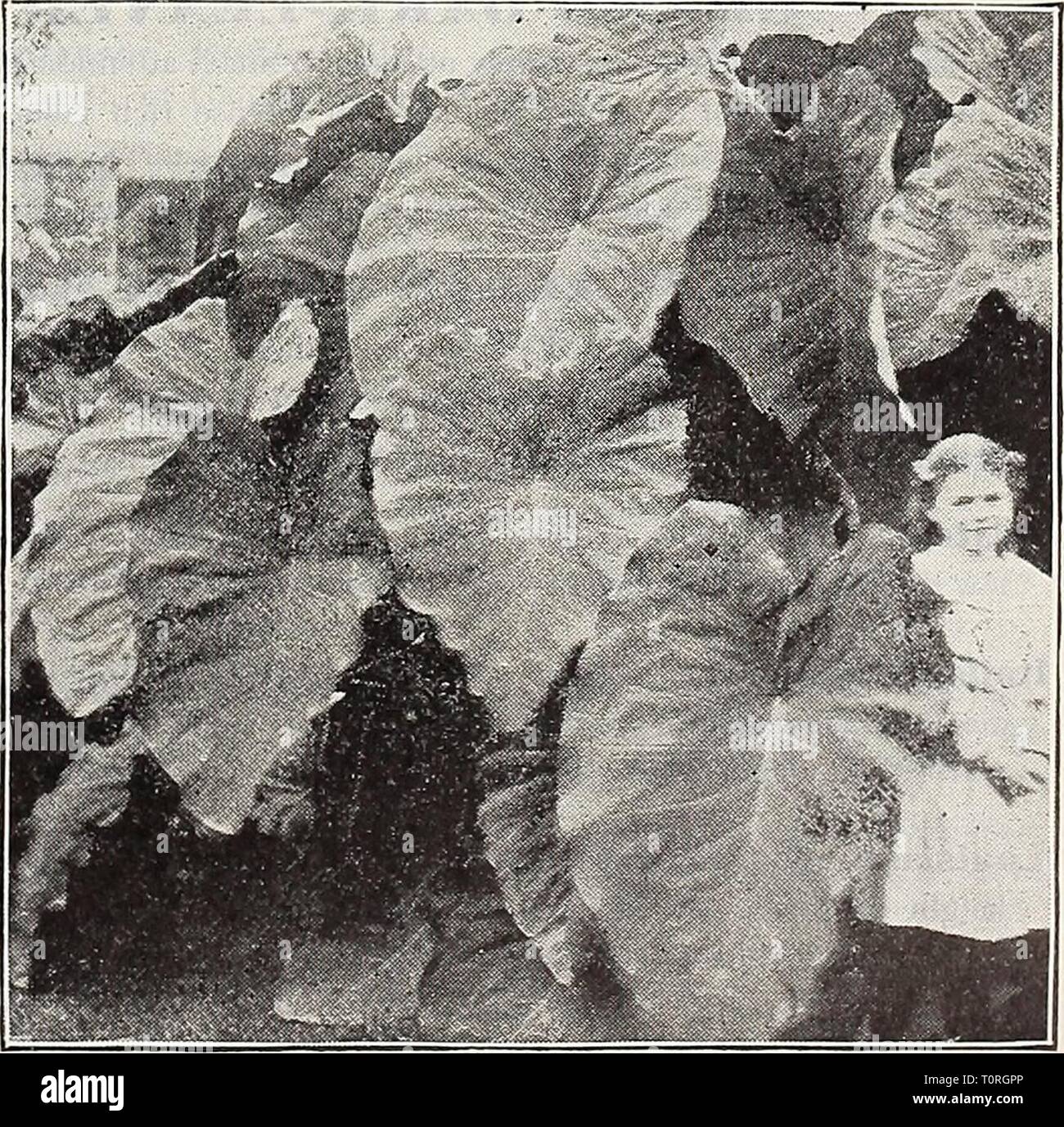 Dreer's 1909 garden book (1909) Dreer's 1909 garden book  dreers1909garden1909henr Year: 1909  New Fancy Caladiums. BEGONIA REX (Ornamental-leaved). Our collection embraces all the good old varieties as well as the best of recent introductions. 15 cts. each; $1.50 per doz. FIBROUS-ROOTED BEGONIAS. Alba Picta. Leaves glossy green, freely spotted with silvery- white; flowers white. Argentea Guttata. Foliage of rich green, spotted with silver. Corallina Lticerna. Gigantic trusses of bronzy-red flowers, in bloom continuously from April to November. ilaageana. Large flowers of a creamy white, suffu Stock Photo