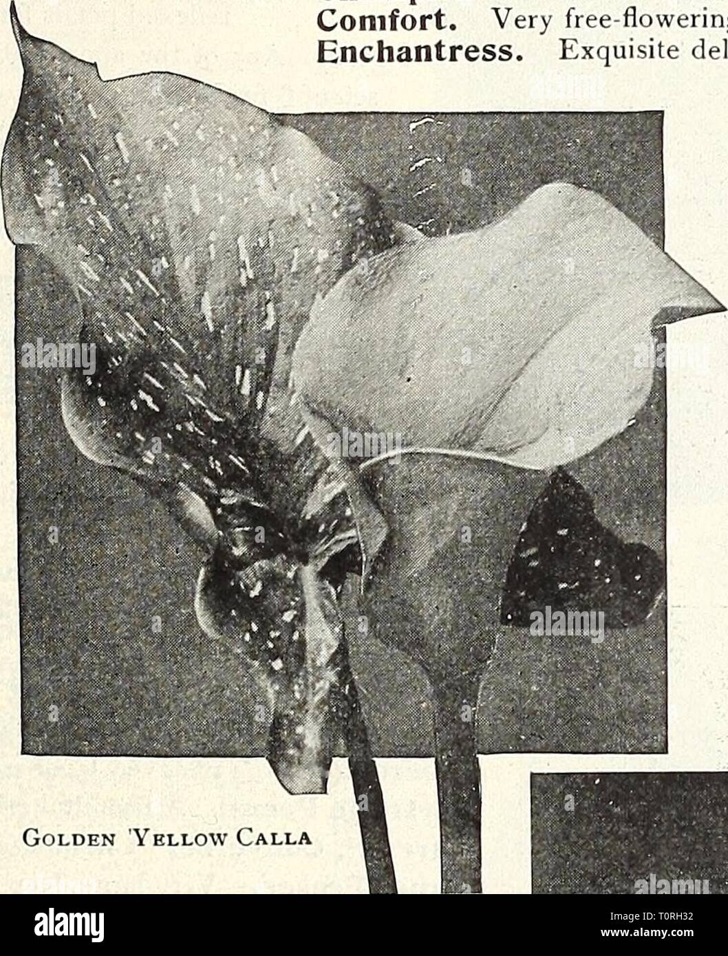 Dreer's garden book 1916 (1916) Dreer's garden book 1916  dreersgardenbook1916henr Year: 1916  Select Carnation Golden Yellow Calla CALLAS (Richardia) Tha varieties offered below succeed best when treated in the same manner as Gladiolus, Tuberoses and other summer- flowering bulbs. They should be planted in the open border in a dormant condition when danger from frost is over in spring, and will then flower during the summer months. In the autumn dig and store through the winter as youwould potatoes. Golden Yellow {Richardia Elliottiana). This is the best of the Yellow Callas, its flowers bein Stock Photo