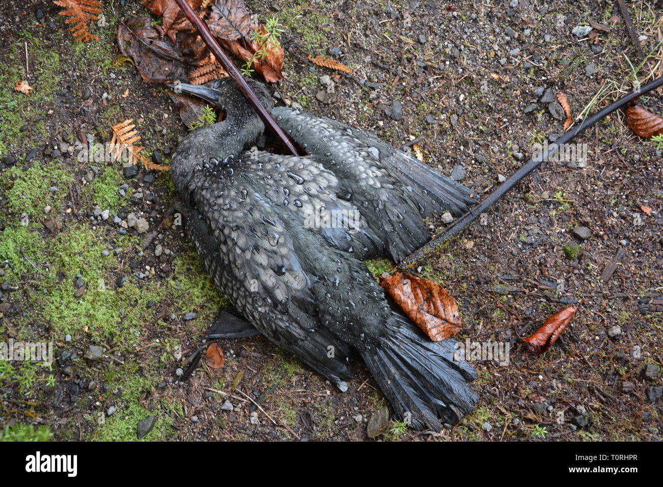 Dead little black cormorant (Phalacrocorax sulcirostris) or little black shag on the forest floor, New Zealand Stock Photo