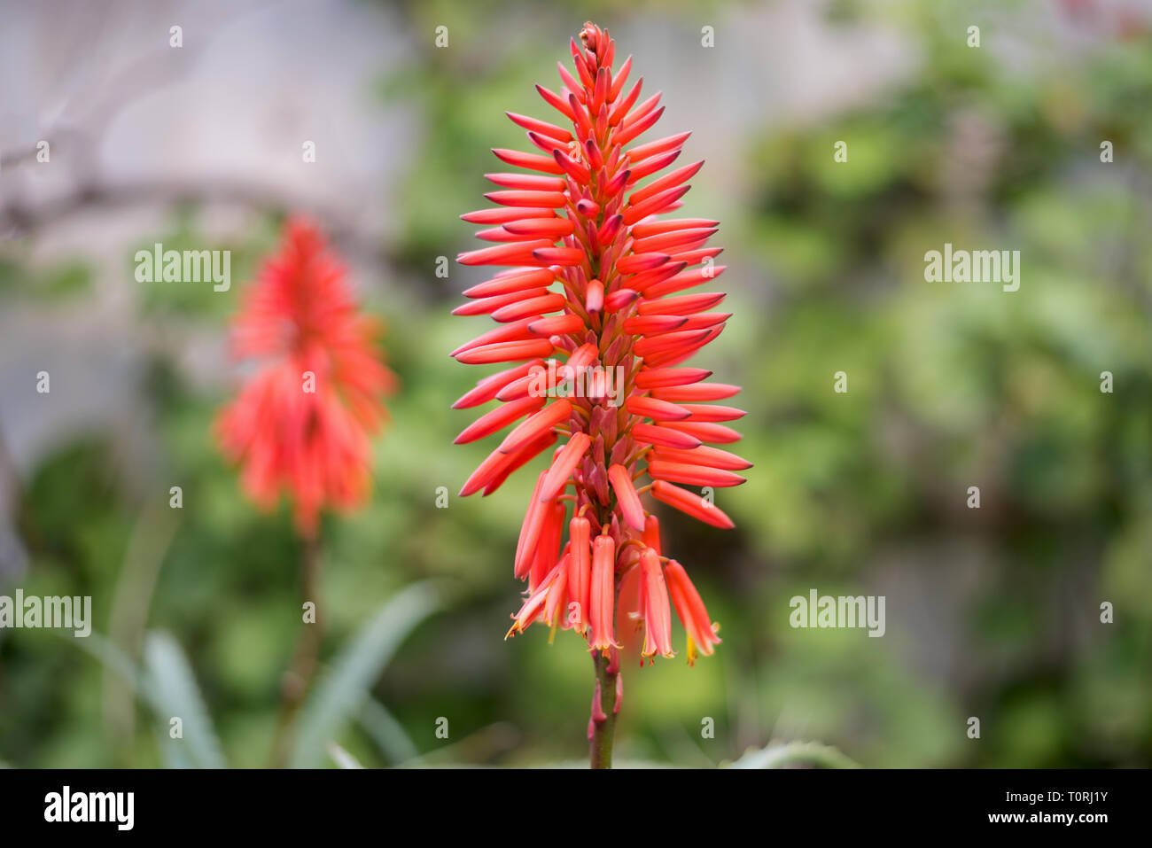 Aloe arborescens (krantz aloe, candelabra aloe) Stock Photo