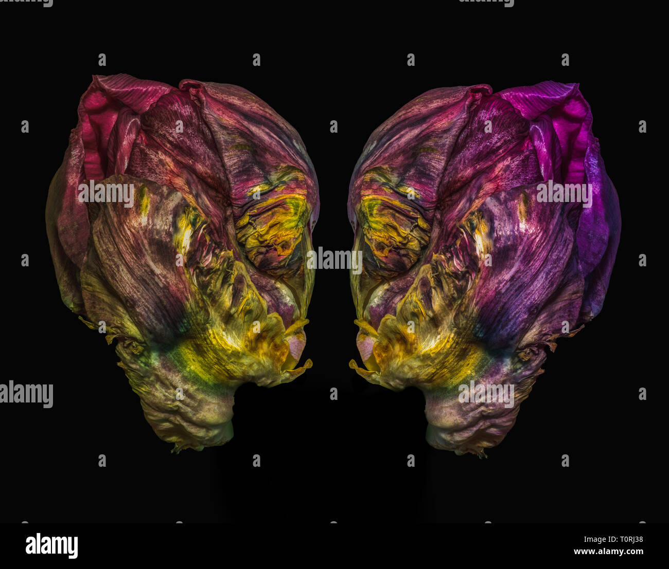 Fine art still life colorful macro of a pair of tulip blossoms resembling heads of aliens talking seriously in surrealistic painting style on black Stock Photo