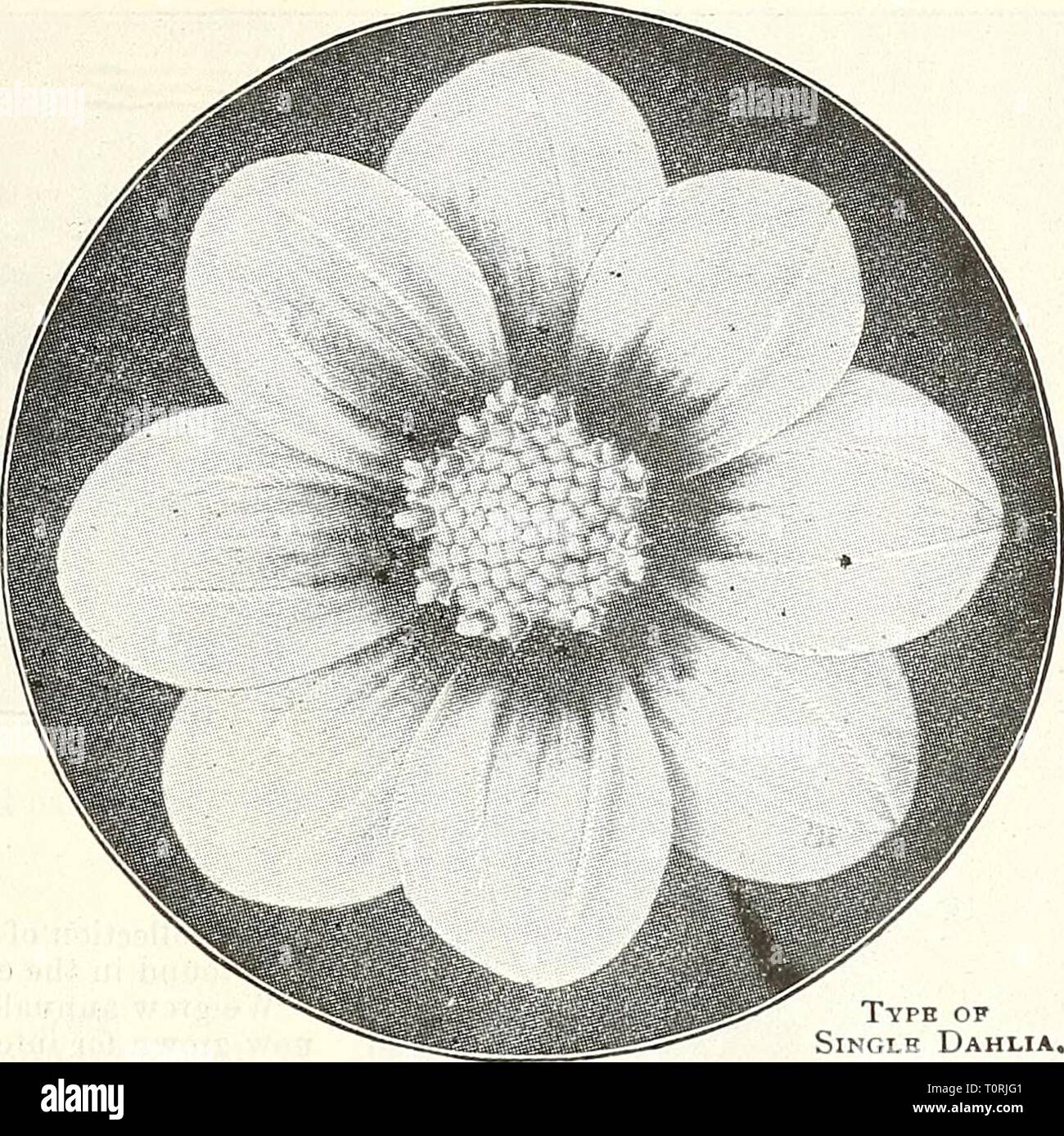 Dreer's garden book  1905 Dreer's garden book : 1905  dreersgardenbook1905henr Year: 1905  •HmRrADffiRvPimACTliPHIAfA-mGARD^H^ORtEHHOUSEPIAhTSjj|J| ws Twelve Choice Single Dahlias. Ami Barrilet. Pure garnet; very ricli ; free-flowering. Anemone. Pure white ; early and Iree. Annie Hughes. Carmine lalce, with yellow disc. Blackbird. Black velvety maroon, wuh a bright red spot at the base of each petal. Fashion. Crimson-maroon, darker shadings. Geo. Boreman. Deep glowing carmine, with a broad band of orange-scarlet through each petal. Juno. White, tippe 1 bright rose ; yellow disc. Lawrence Krame Stock Photo