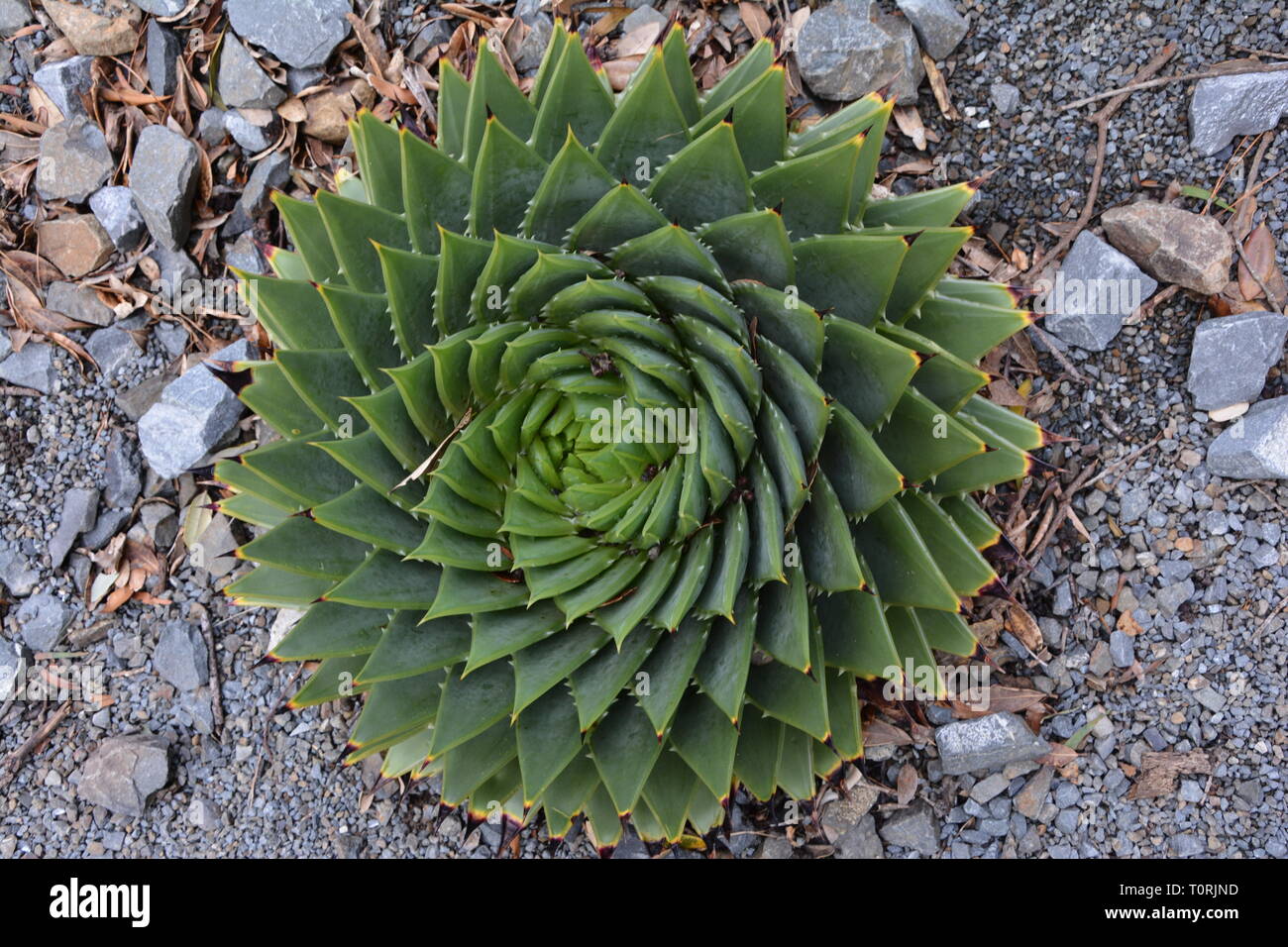 Polyphylla spiral hi-res stock photography and images - Alamy