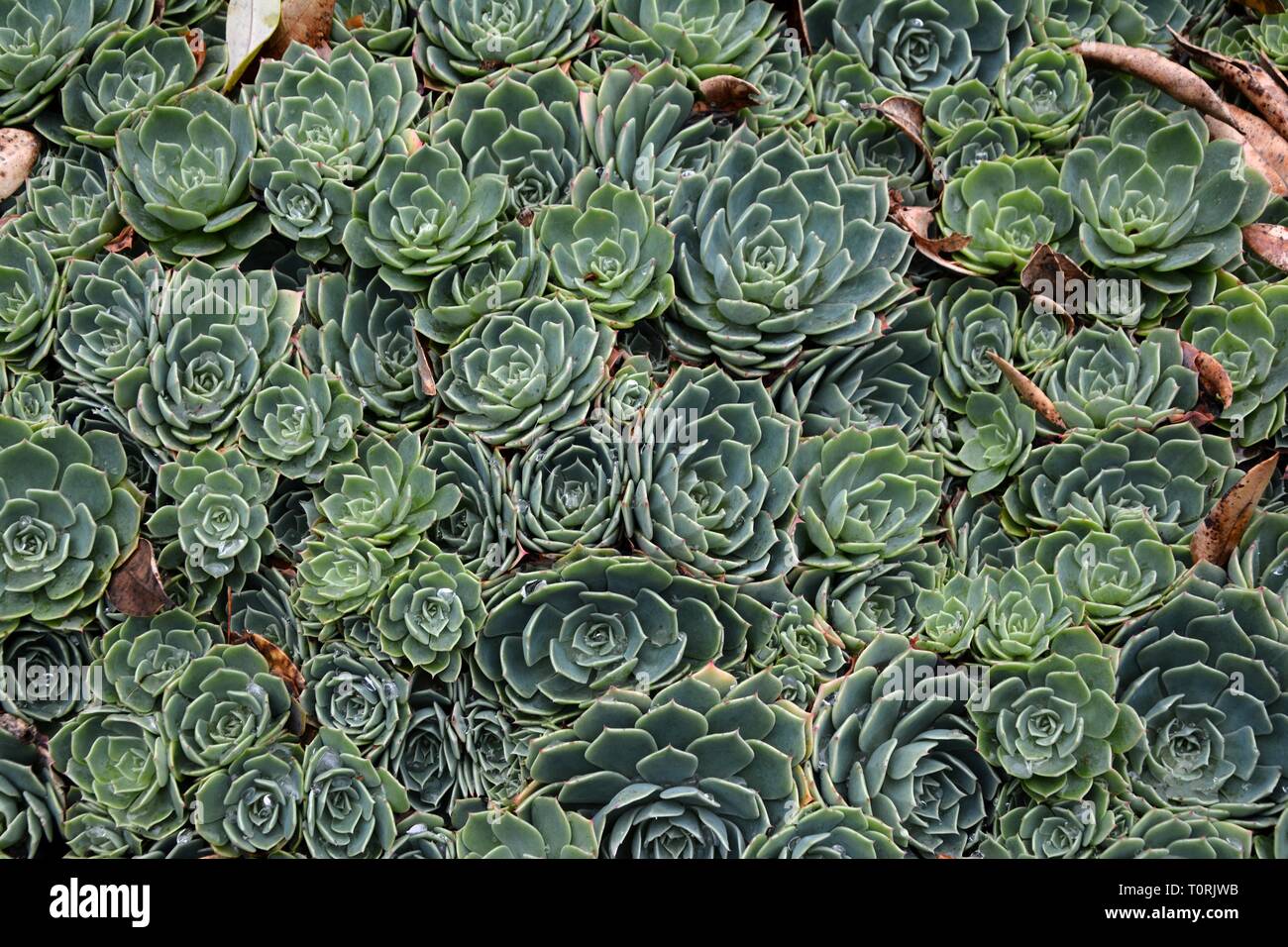 Echeveria succulent plants Stock Photo - Alamy