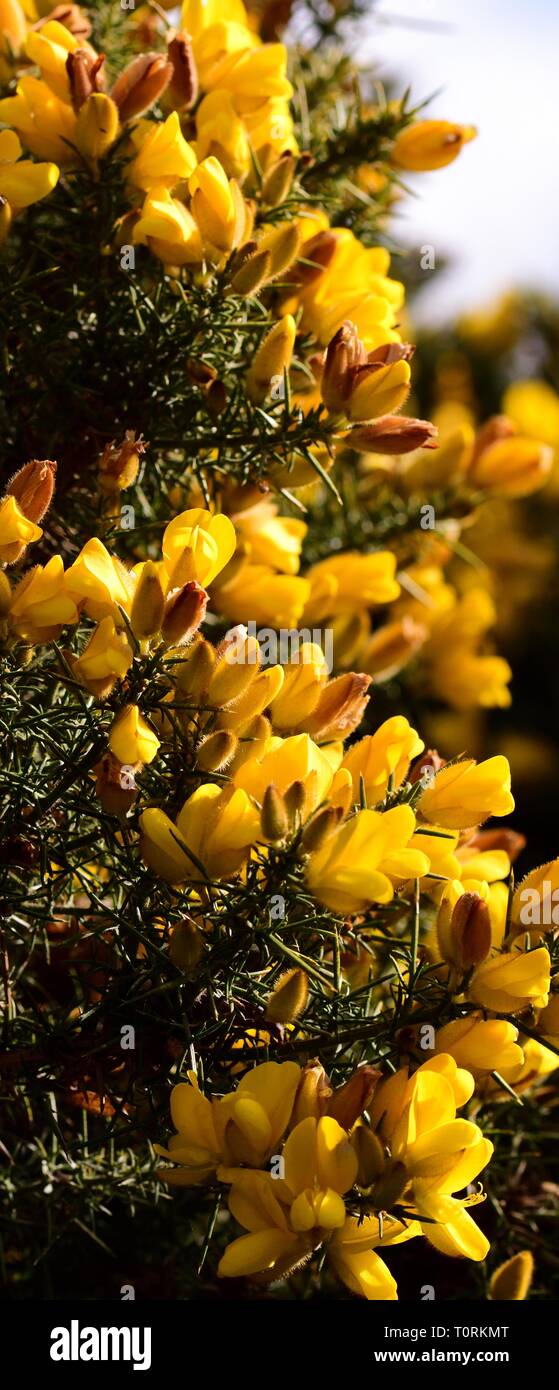 Closeup of yellow Gorse flowers Stock Photo