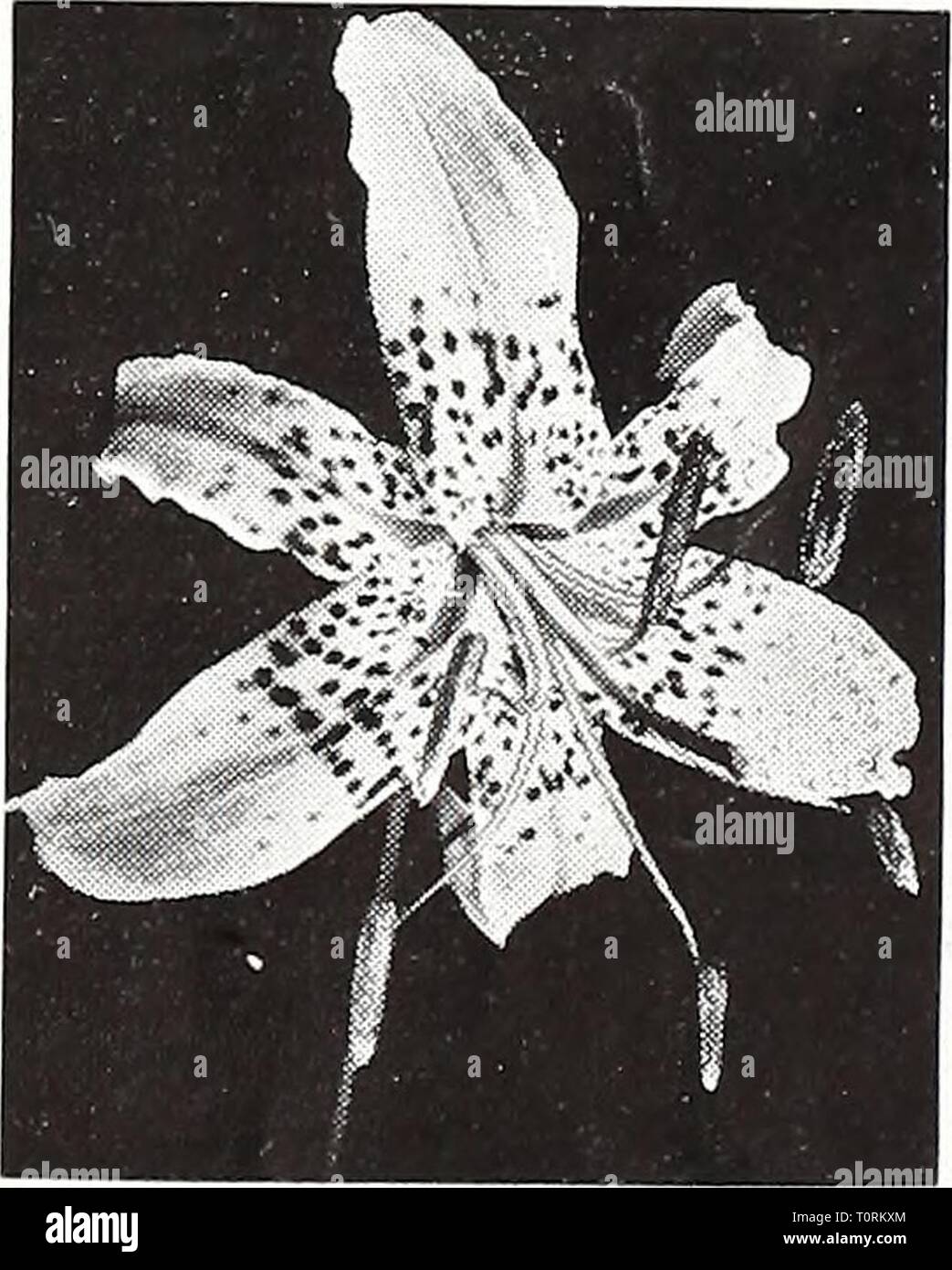 Dreer's 1950 (1950) Dreer's 1950  dreers19501950henr Year: 1950  Willmottiae    Lily —Rubrum 43 Stock Photo