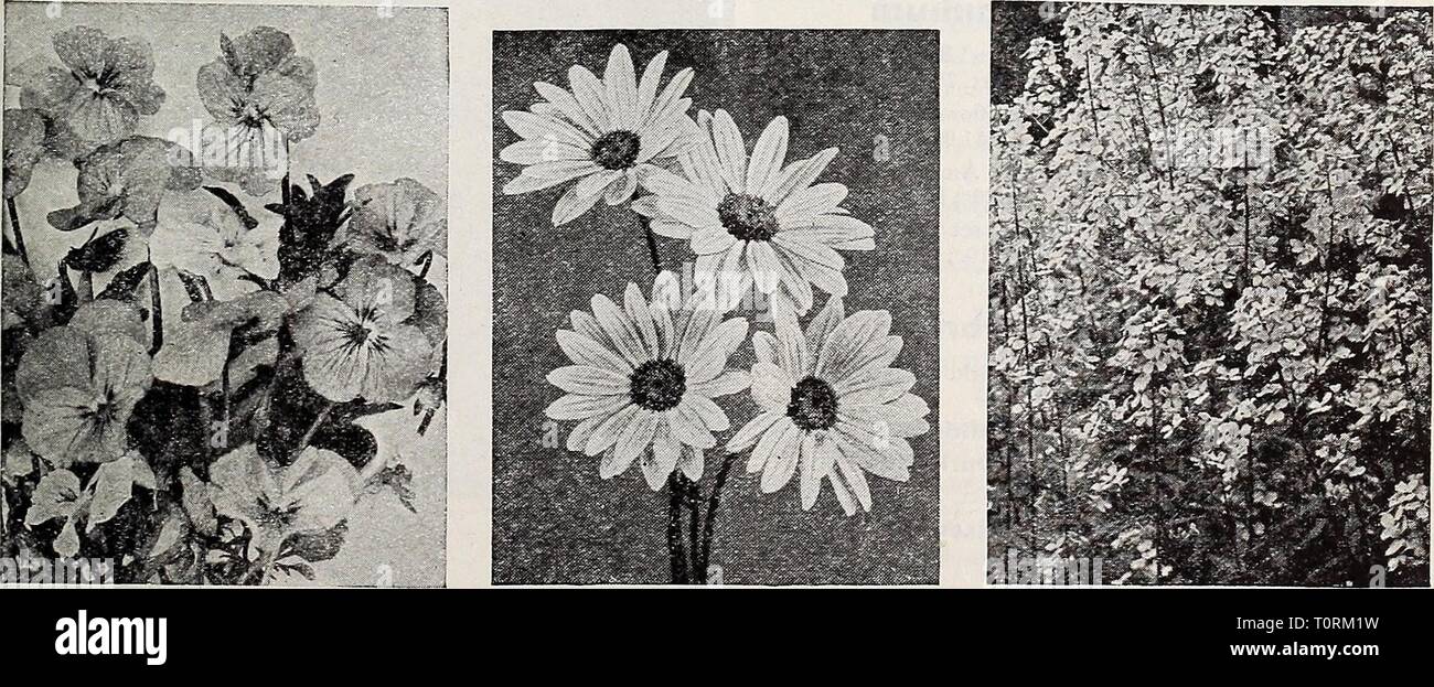 Dreer's autumn planting guide for Dreer's autumn planting guide for 1941  dreersautumnplan1941henr Year: 1941  HARDY PERENNIAL FLOWER SEEDS FOR AUTUMN SOWING Height Color Blooming Season I PyrethrumâPew/aÂ« Daisy Â® 3760 Hybridum Single Mixed 2 ft Various May-June 3762 â grandiflorum, Mixed 2 ft Various May-June Rudbeckia âConeflower (Â§) 3807 Newmani speciosa 3 ft Orange-Yellow July-September Salvia âHardy Sage 3841 Azurea grandiflora 3 ft Sky Blue August-September Scabiosa 3894 Caucasica alba 3 ft White June-September 3893 â perfecta 3ft Lavender-Blue June-September &lt; 3895 â Giant Hybrids Stock Photo