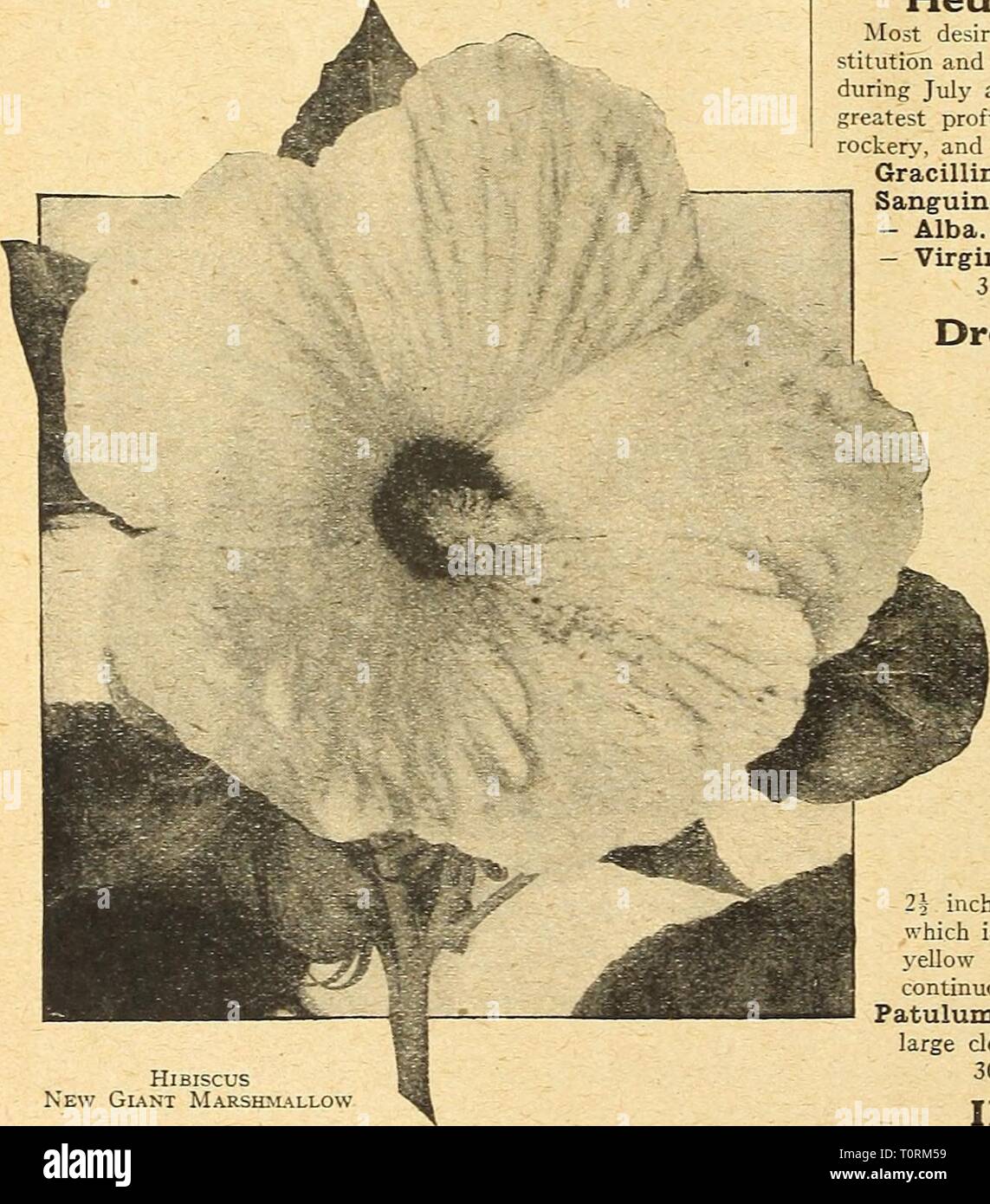 Dreer's autumn catalogue 1924 (1924) Dreer's autumn catalogue 1924  dreersautumncata1924henr Year: 1924  Hr.MERocALLis OR Day Lily    Hibiscus New Giant Marshm.llow Hepatica (Liver Leaf) Triloba. A pretty native spring-flowering plant, with light blue flowers, useful as a rock plant or for a shady spot in the border, 25 cts. each; S2.50 per doz. HeUChera (Alum Root, or Coral Bells) Most desirable dwarf, compact bushj' plants of robust con- stitution and easy culture, growing li to 2 feet high, and bearing during July and August loose, graceful spikes of flowers in the greatest profusion; exce Stock Photo