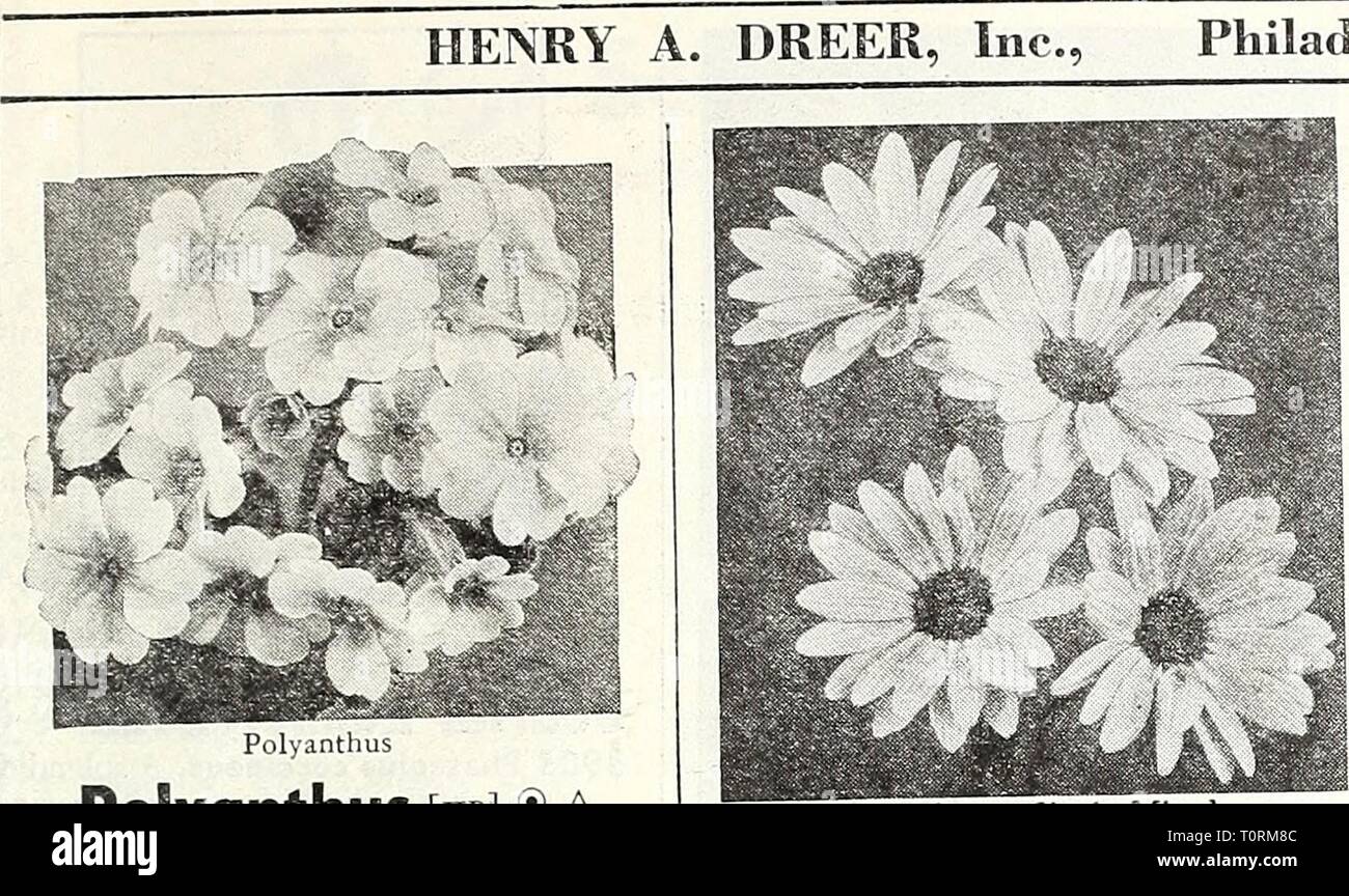 Dreer's 1948 - our 110th Dreer's 1948 - our 110th year  dreers1948our1101948henr Year: 1948  Philadelphia, Pa. Polyanthus [hpi ® a Primula veris elatior 3485 Large-Flowered Mixed. A pop- ular hardy perennial bearing during the spring showy large flower clus- ters in a wide range of beautiful colors including yellow, orange, cream, pink, rose, crimson, lilac, purple, violet, and white. Grows 6-9 in. high. Pkt. 25c; large pkt. 7Sc. 3486 Ciant Munstead Strain. Vigor- ous plants, 12 in. high, covered dur- ing the spring with massive umbels composed of very large individual flowers representing var Stock Photo
