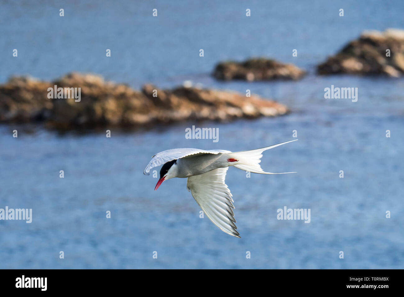 Arctic tern (Sterna paradisaea) flying over sea water / Atlantic Ocean and spotting fish Stock Photo